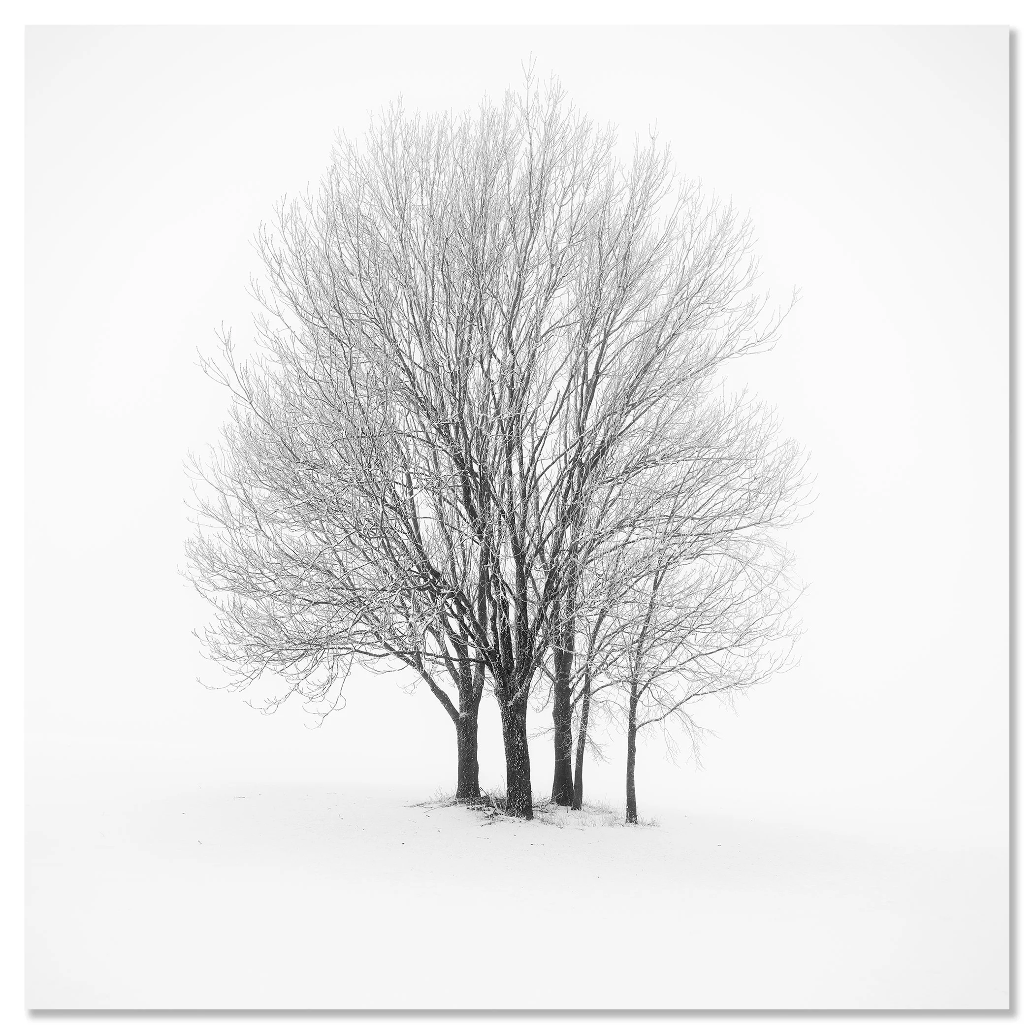 Five Minimalist Winter Trees in the Snow – Austria mounted on frameless aluminium Dibond