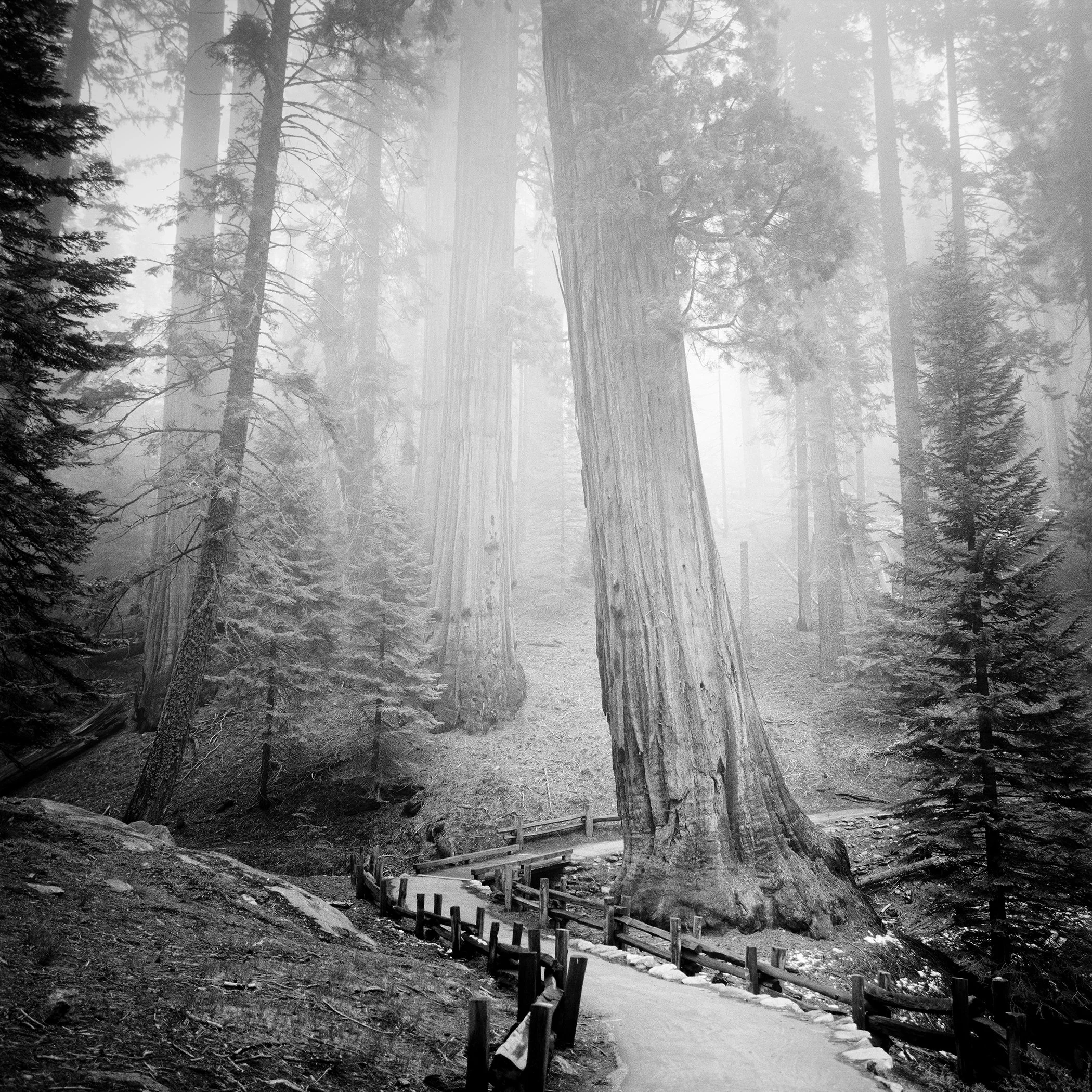 Black-and-white fine art photograph Redwood Study 1 by Gerald Berghammer, showing a misty California redwood forest with towering trees and a wooden walkway.