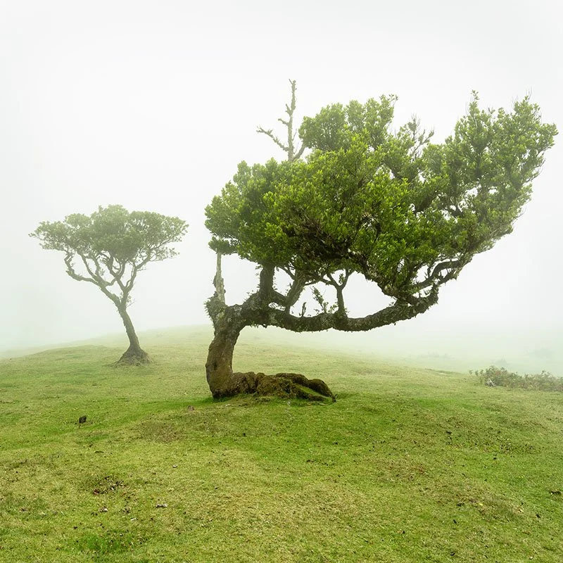 Wind-shaped trees on a foggy green meadow, minimalist fine art color landscape photography with soft natural light, Gerald Berghammer