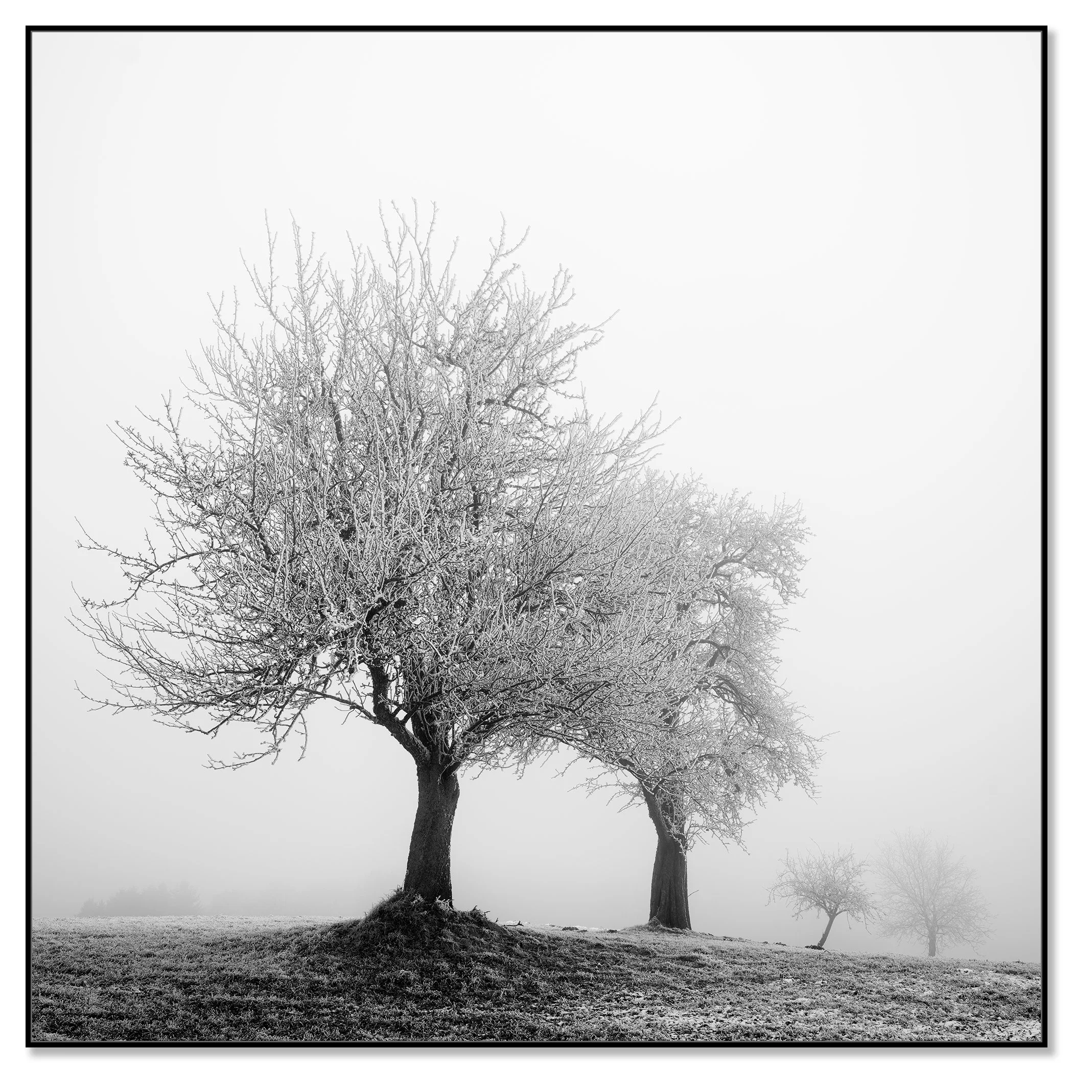 Black and white photo of frost-covered trees standing in a foggy winter field – framed ArtBox black