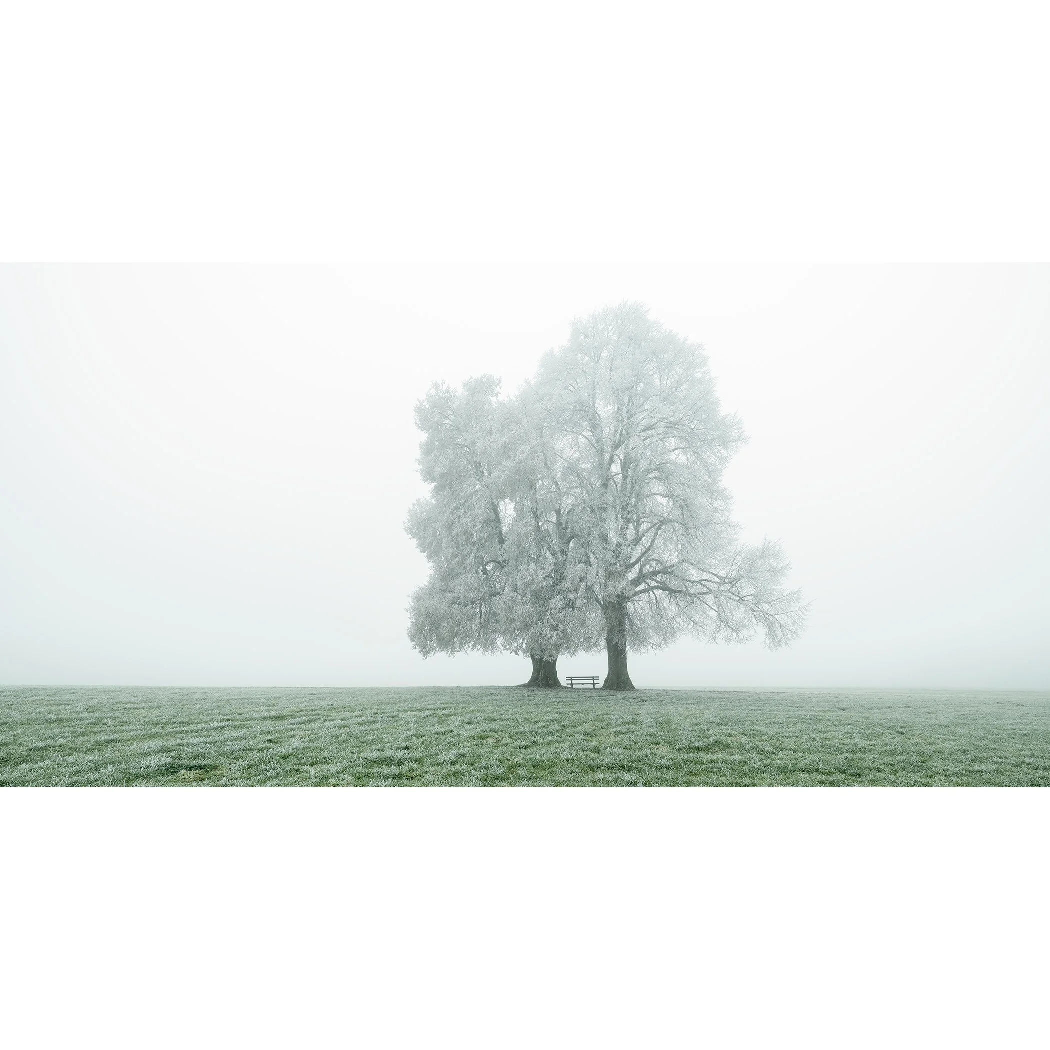 © 2025 Gerald Berghammer - Color panorama photography. Foggy landscape with two large frozen trees and a park bench underneath the trees, on a grassy field.
