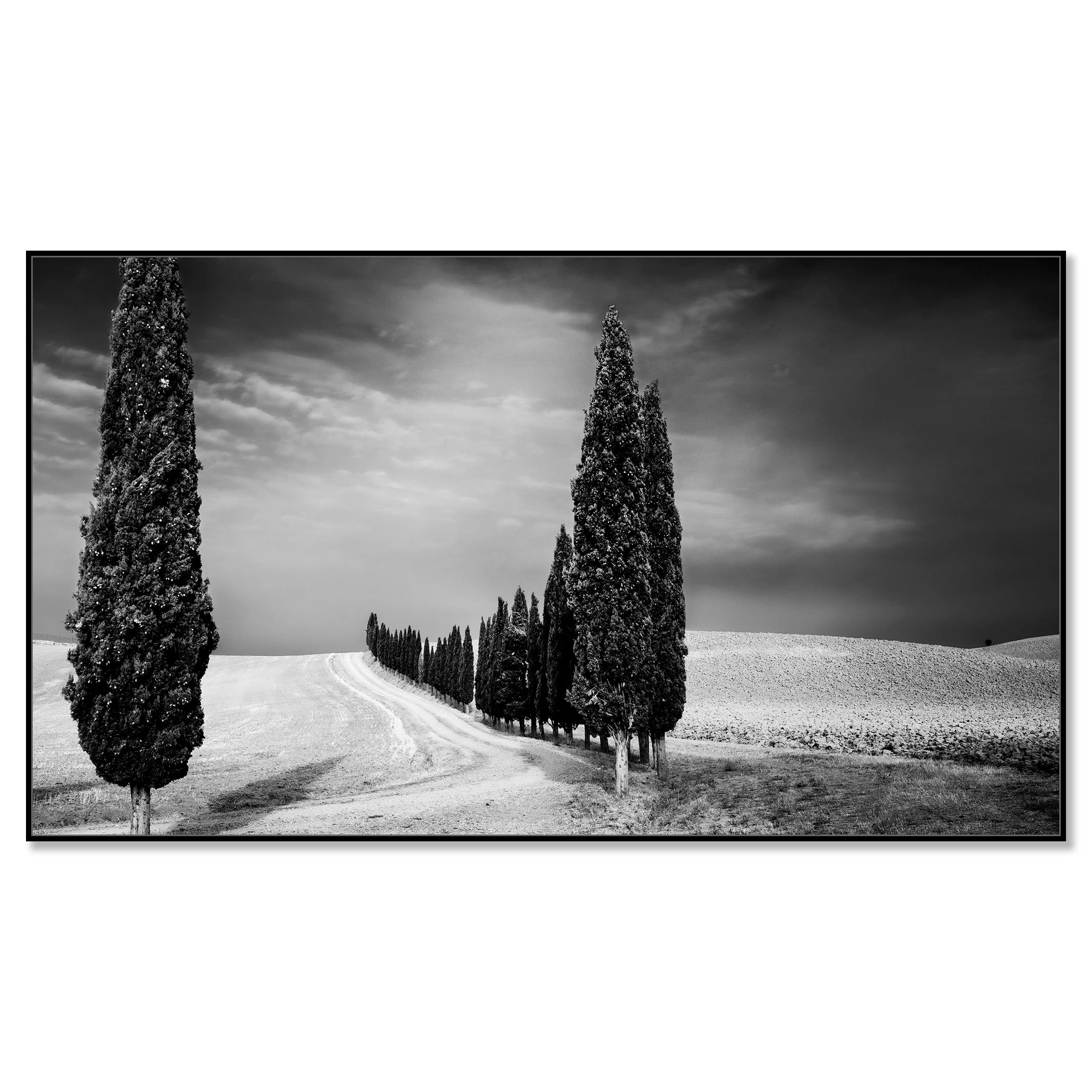 Cypress Tree Avenue Panorama Study 2 mounted on aluminium Dibond in a black ArtBox frame by Gerald Berghammer.