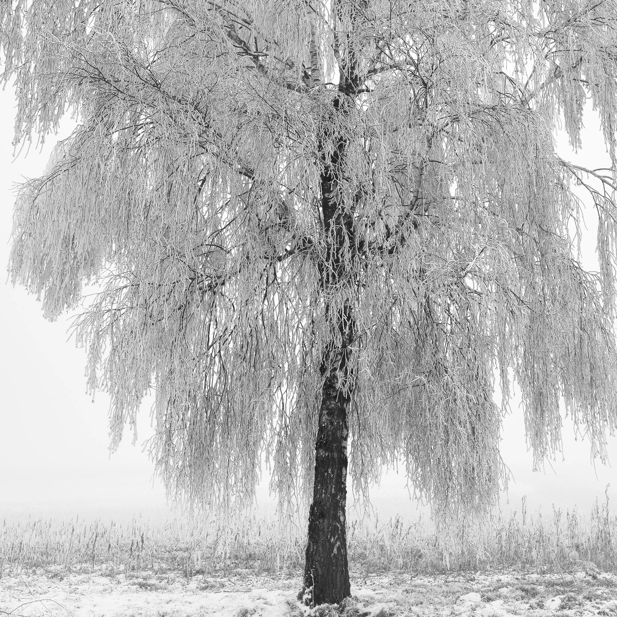 Fine art detail from Frozen Birch Tree Study 1 by Gerald Berghammer, revealing delicate monochrome tones and the structure of a frost-covered birch tree.