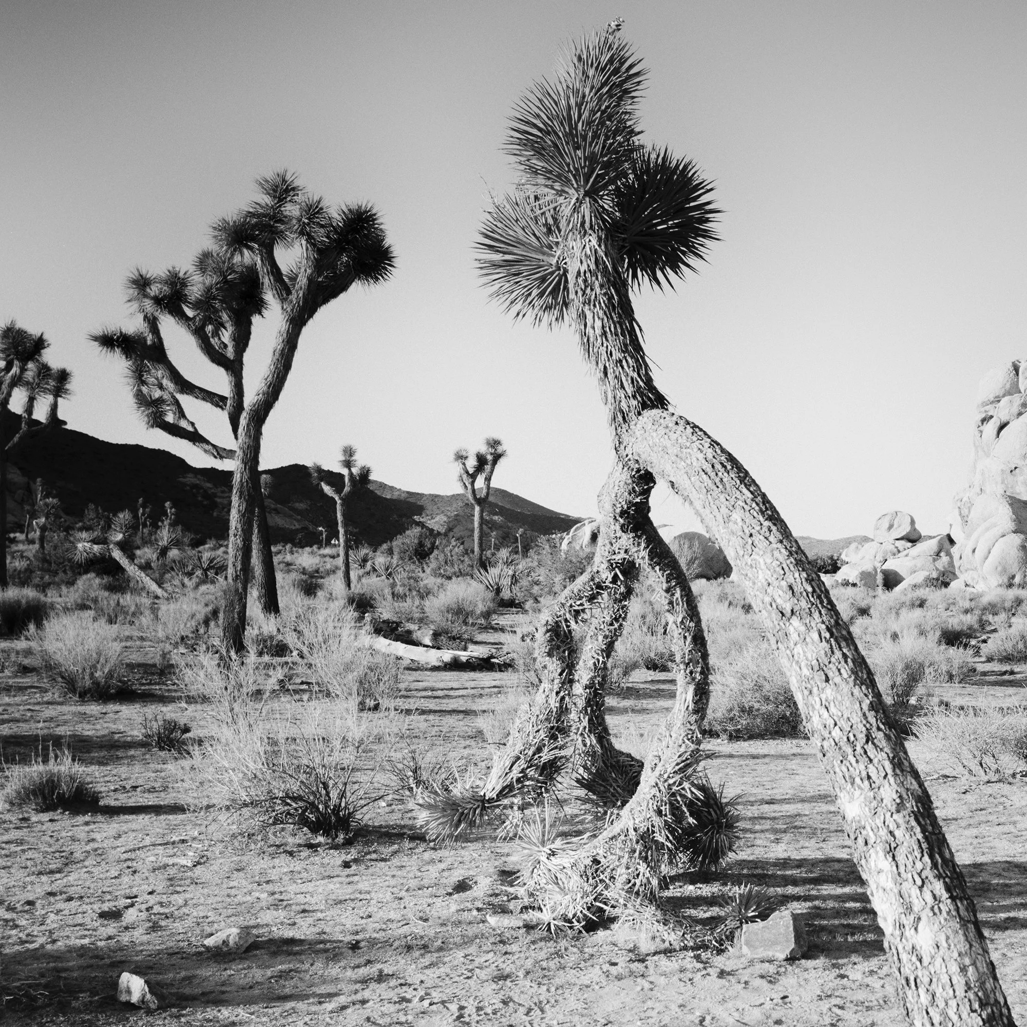 Gerald Berghammer - Black and white landscape photography. A desert scene with Joshua trees and large rock formations in California, USA. Print detail 3