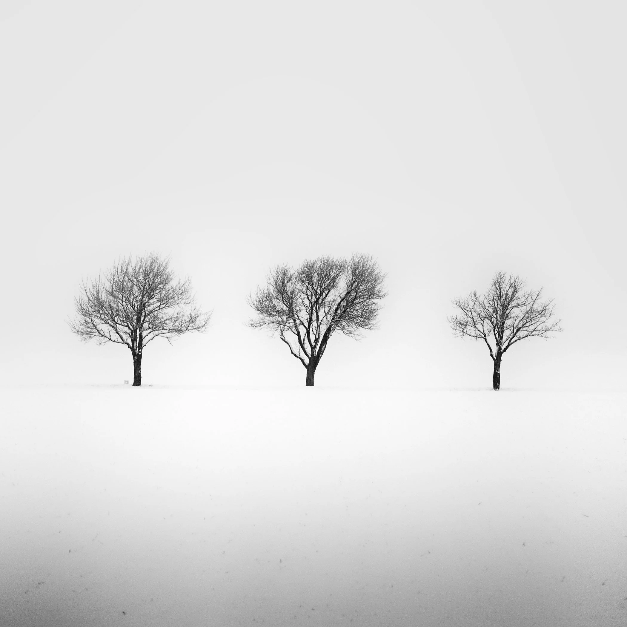 Minimalist black and white landscape of three trees in a snowy field, Austria.