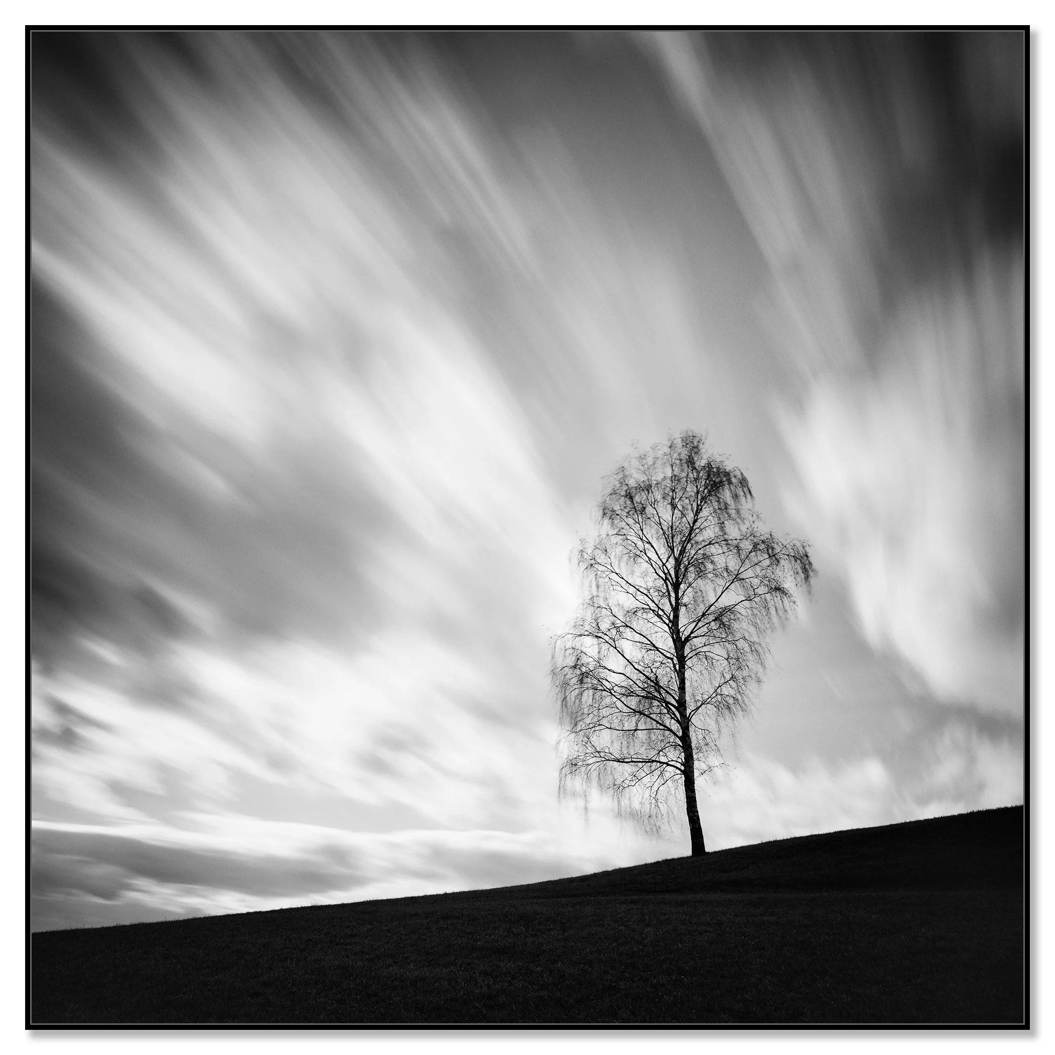 Black Birch by Gerald Berghammer shown on aluminium Dibond in a black ArtBox frame.
