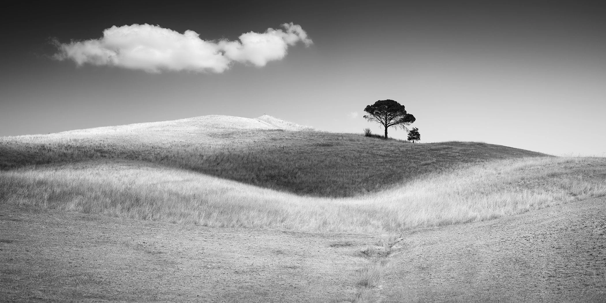 Monochrome countryside scene with soft grassy hills, a single tree and a bright cloud
