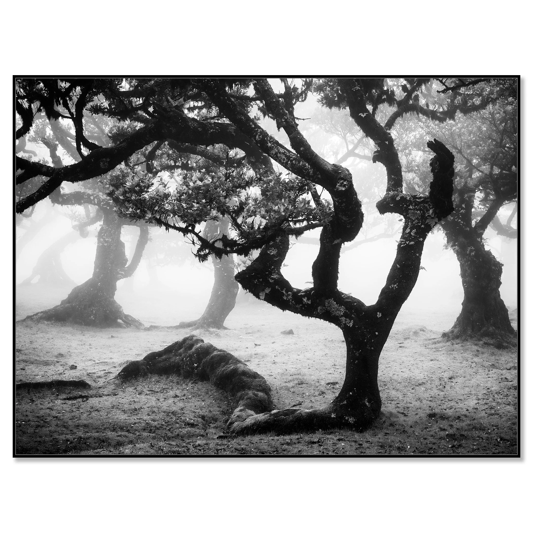 Monochrome misty forest scene with twisted, gnarled trees disappearing into fog – framed ArtBox black