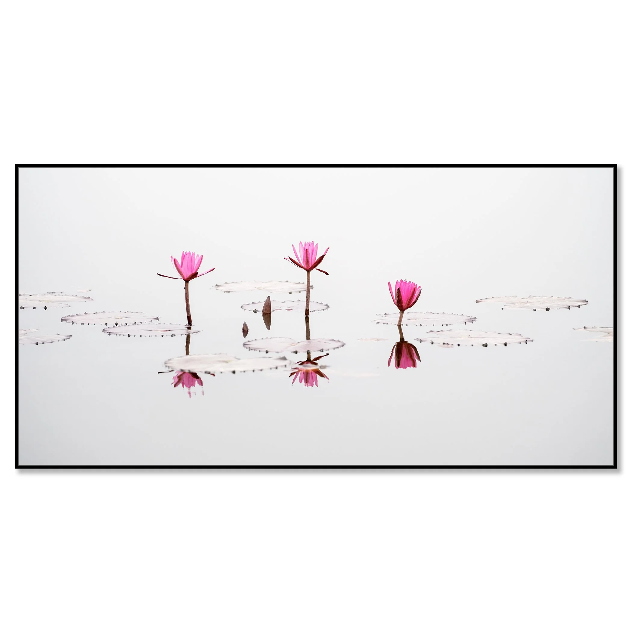 © 2025 Gerald Berghammer - Color long exposure seascape Photography. Three pink water lilies with open petals floating on water, with their reflections visible. Chromaluxe framed black