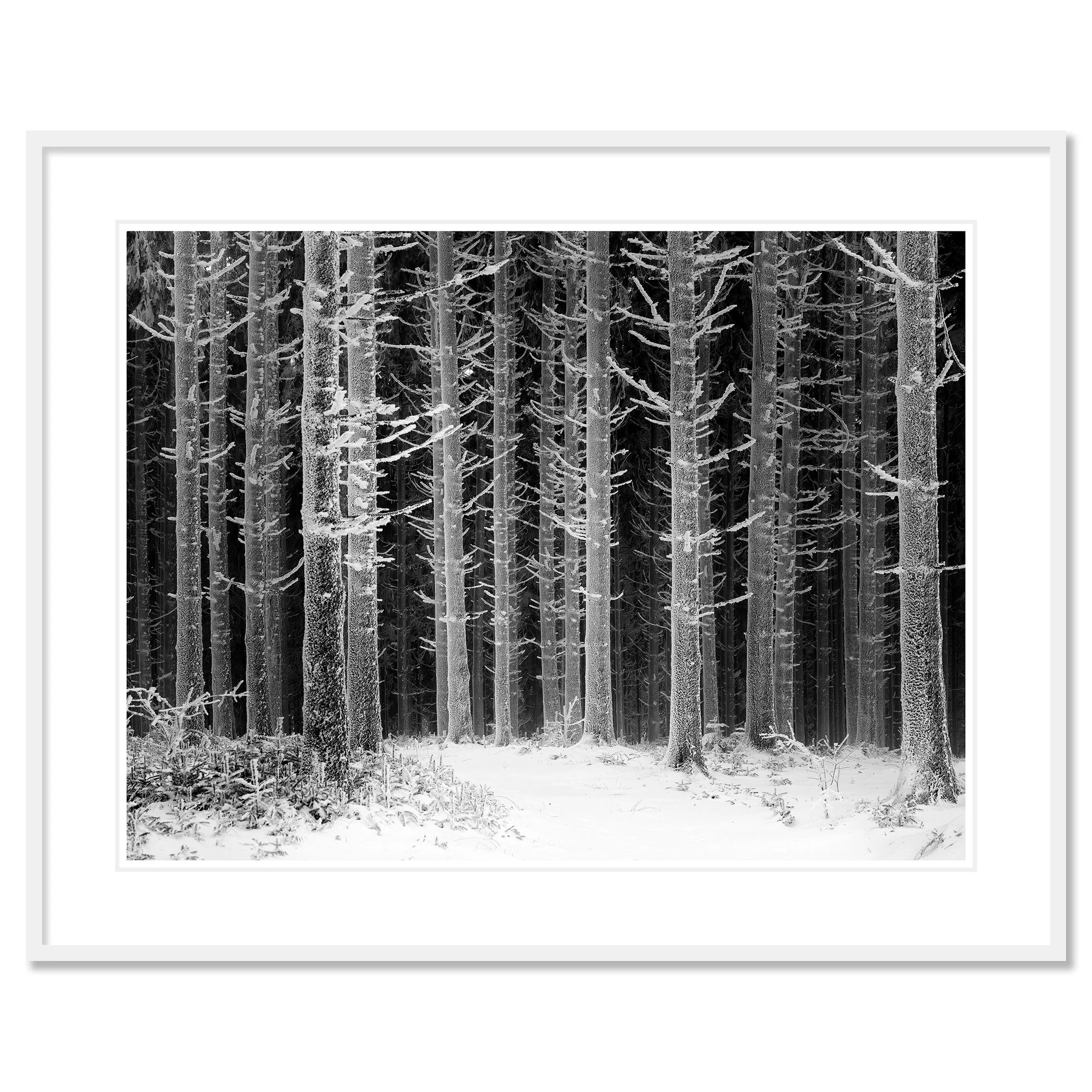 Path Through the Frosted Forest – Austria, archival pigment print in a white aluminium frame with white mount.