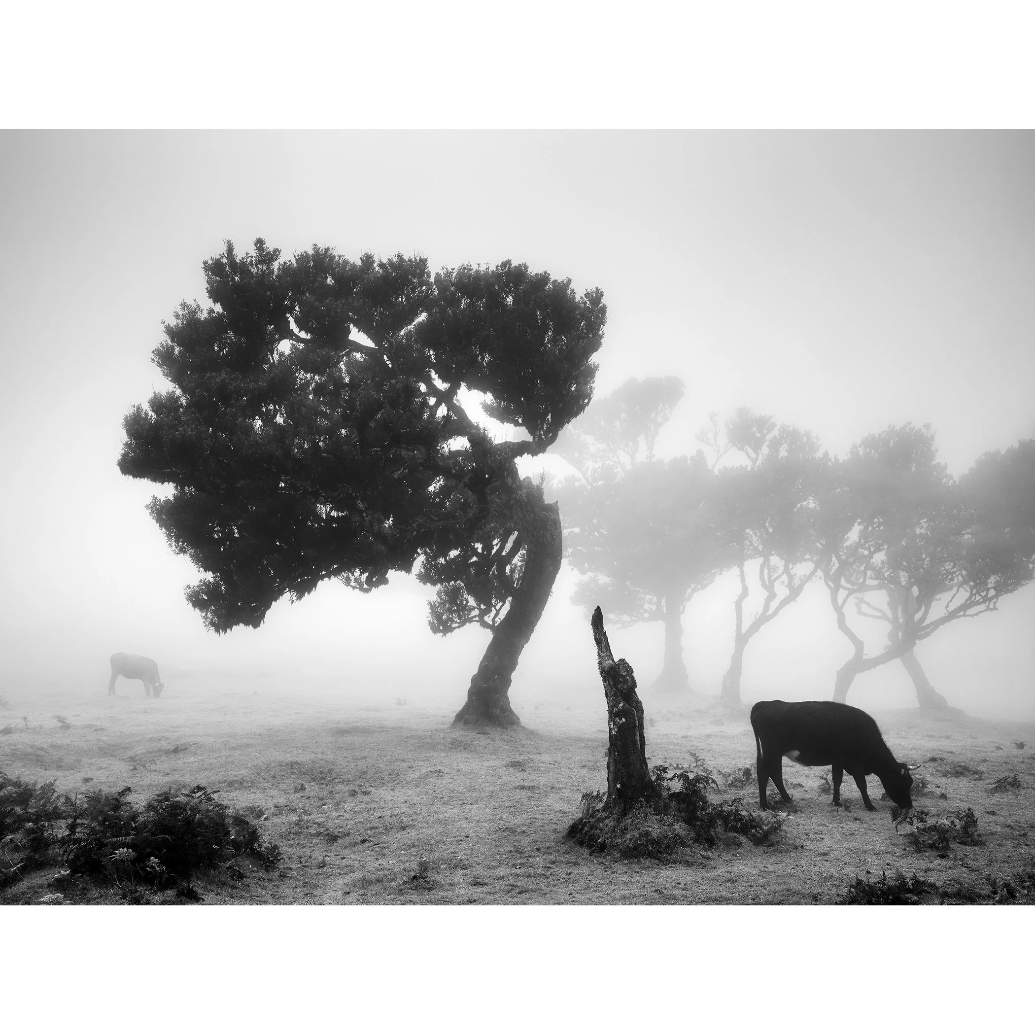 Cows on a Foggy Pasture, Study 1 – minimalist black-and-white photograph of grazing cattle and windswept trees in Fanal, Madeira, by Gerald Berghammer.