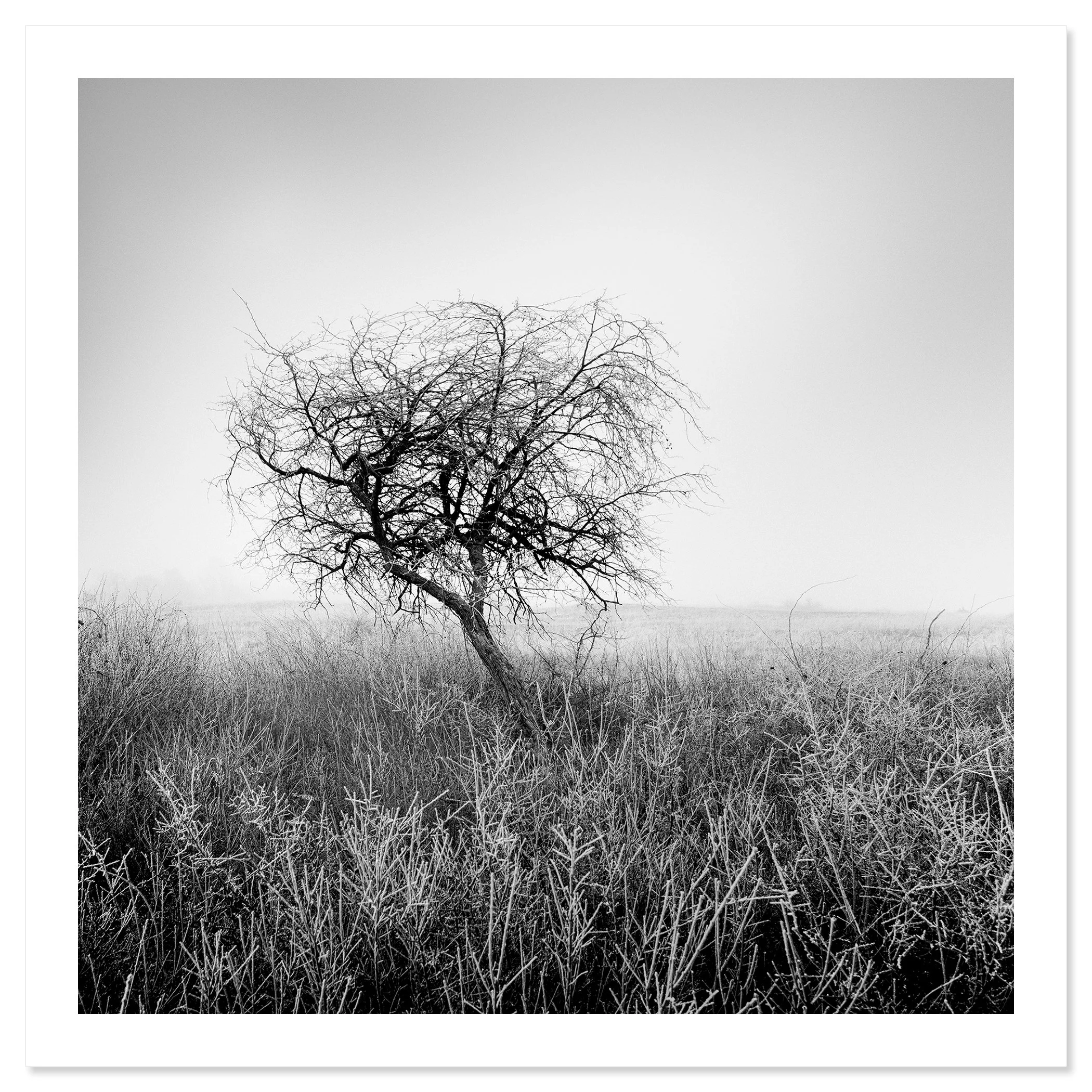 Tree in Hoarfrost Study 1 – Hungary, black-and-white archival pigment print on Hahnemühle Photo Rag Baryta by Gerald Berghammer.