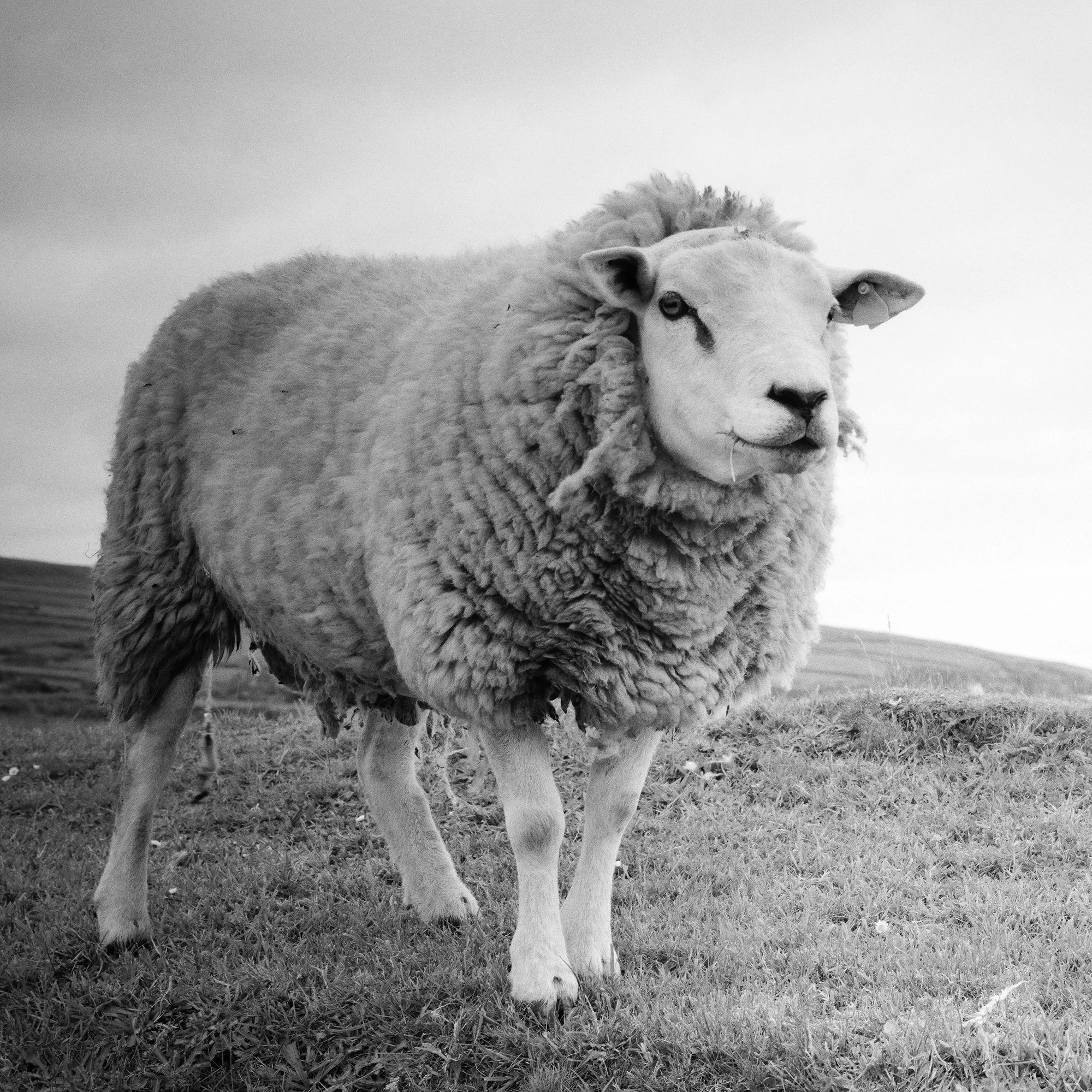 Gerald Berghammer - Black and white landscape photography. A sheep standing on grassy land near the Atlantic Ocean with hills on a small island. Print detail 3