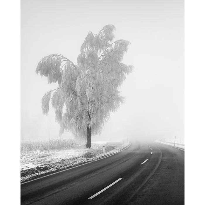 Frozen Birch Tree Study 2 – Austria | Gerald Berghammer