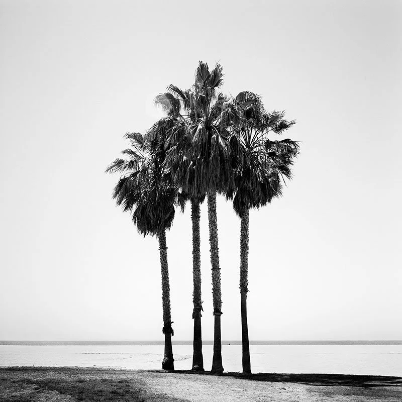 Four Palm Trees – California, USA | Gerald Berghammer