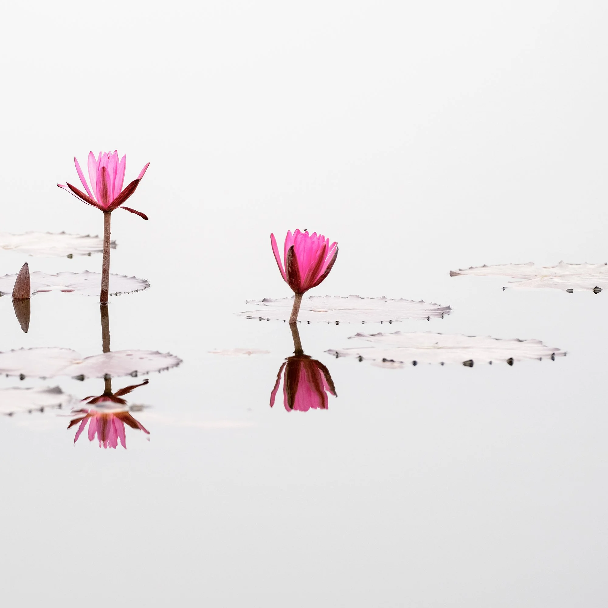 © 2025 Gerald Berghammer - Color long exposure seascape Photography. Three pink water lilies with open petals floating on water, with their reflections visible. Print detail 2