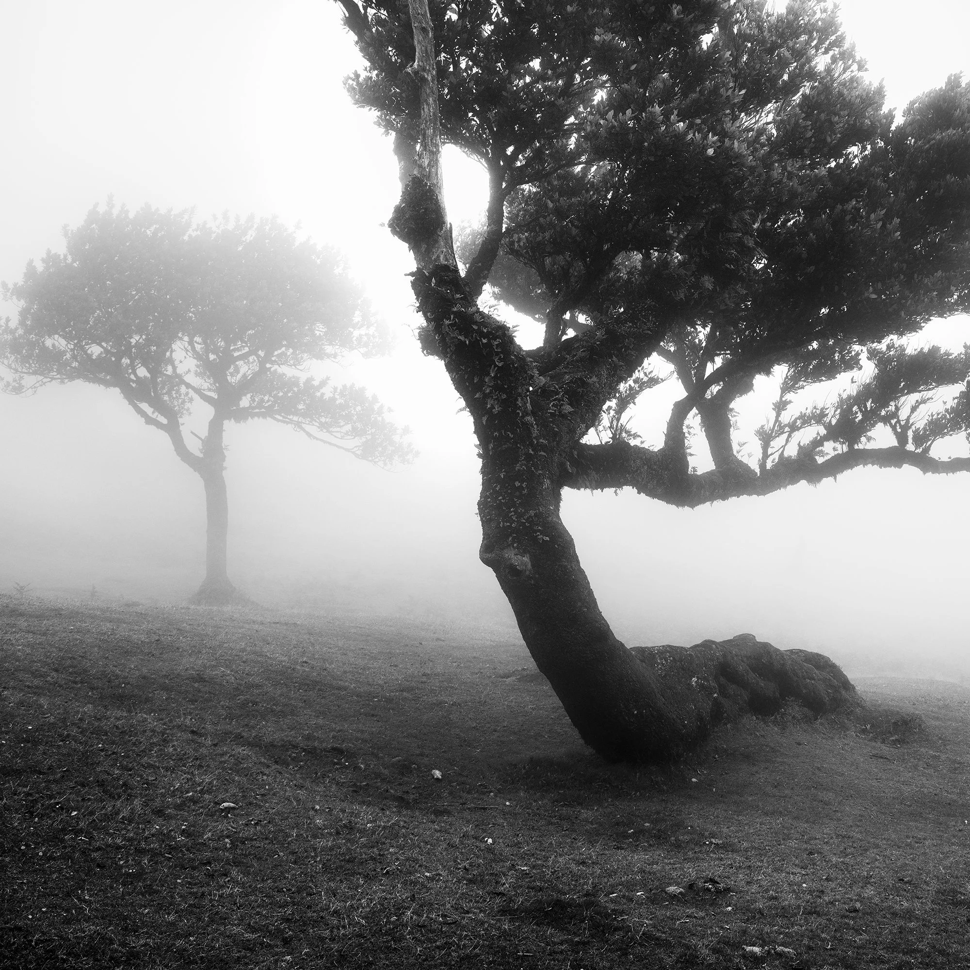 Detail of the windswept laurel tree trunk and a distant tree in mist in Fanal Forest, Madeira, by Gerald Berghammer.