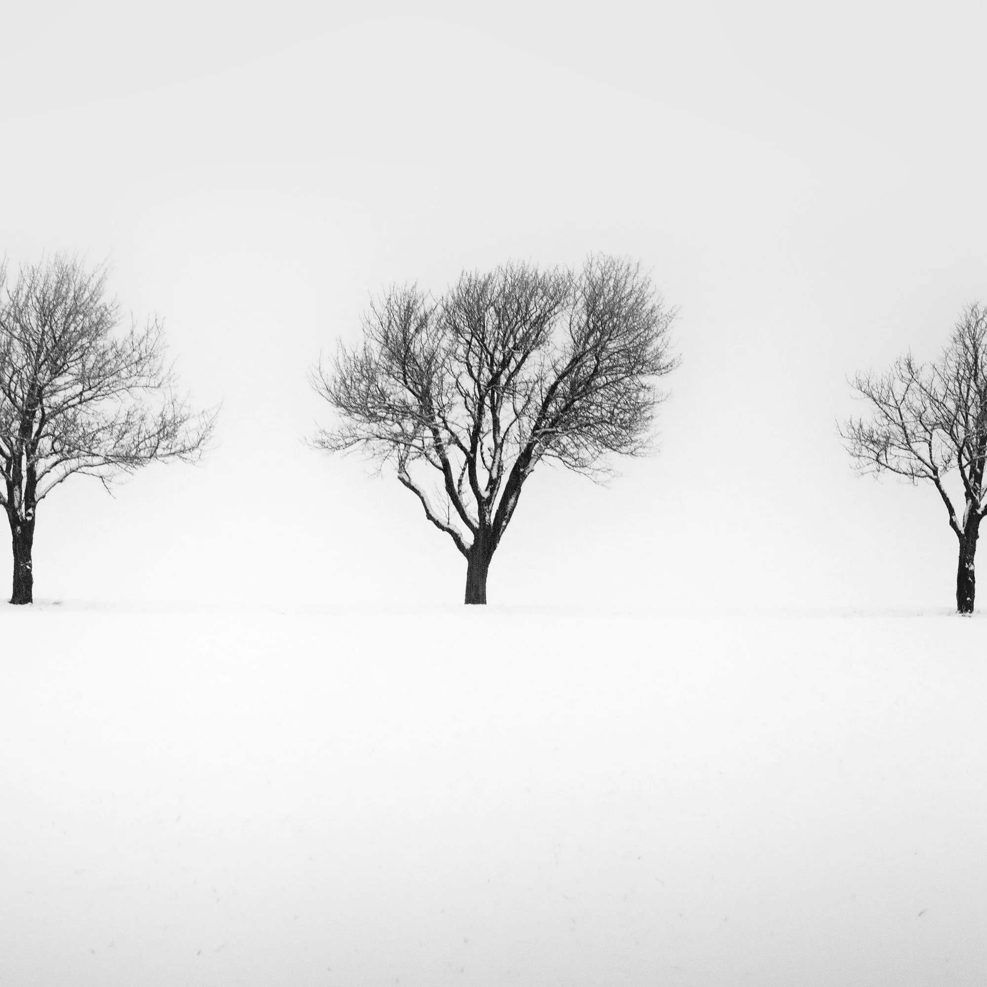 Three bare trees in a snowy field on a misty winter morning in Austria – zoomed-in view