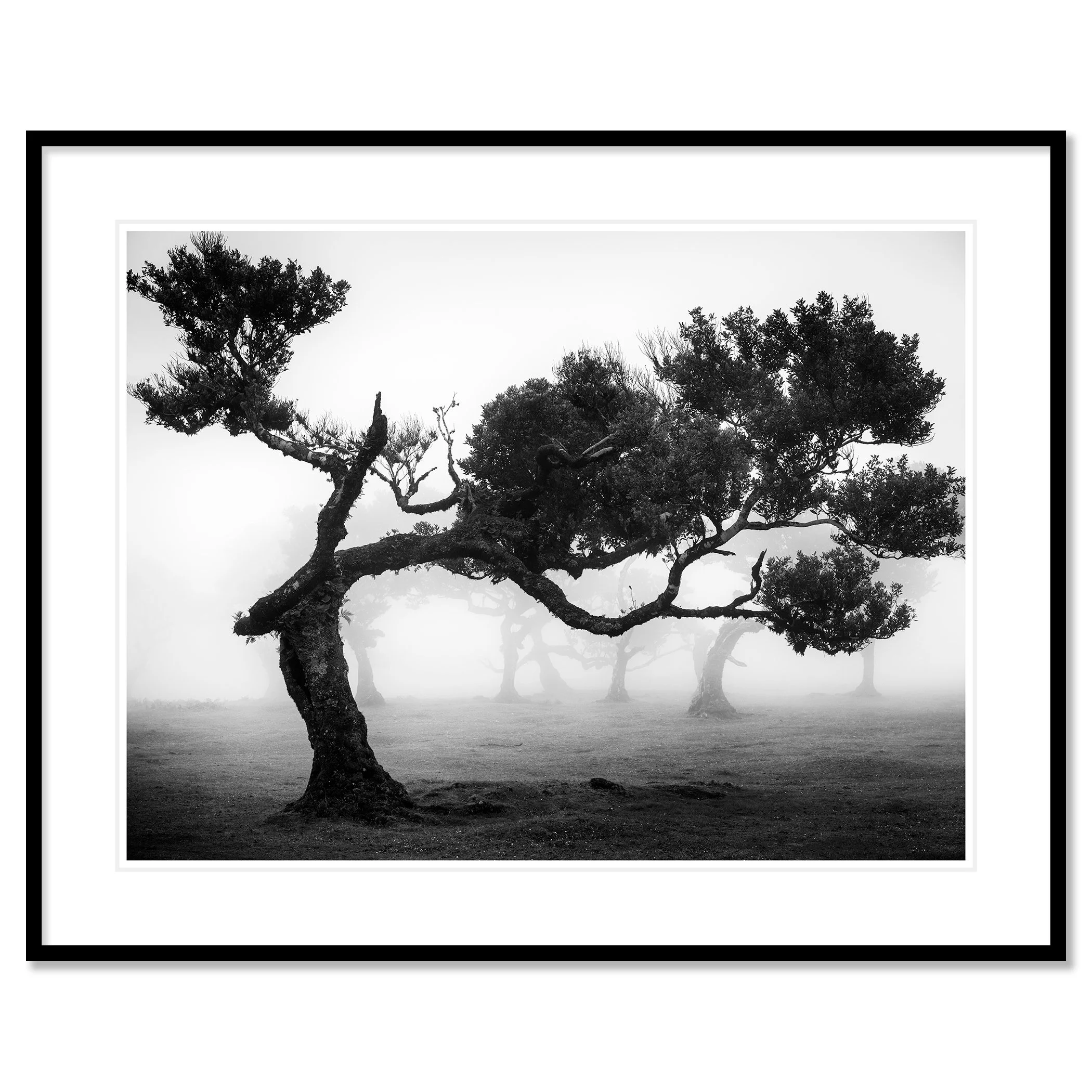 Ancient Laurisilva Forest Study 9 as an archival pigment print in a black aluminium frame with white mount by Gerald Berghammer.