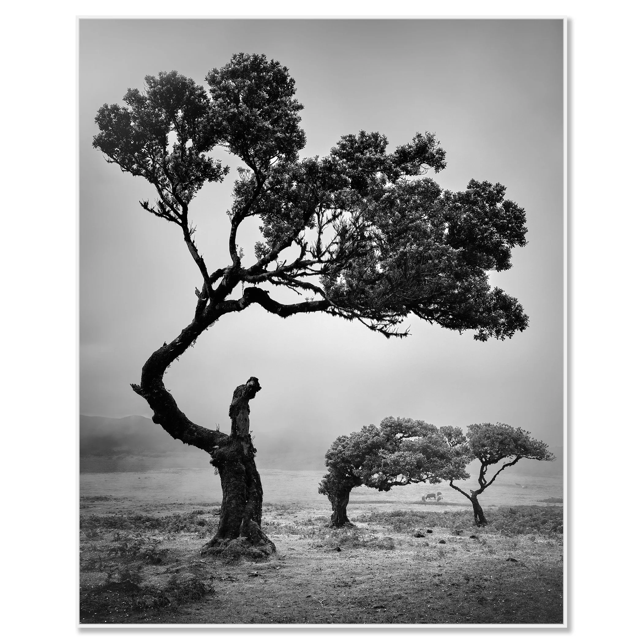 Ancient Laurisilva Forest Study 5 by Gerald Berghammer, black-and-white Dibond fine art print presented in a white aluminium ArtBox frame.
