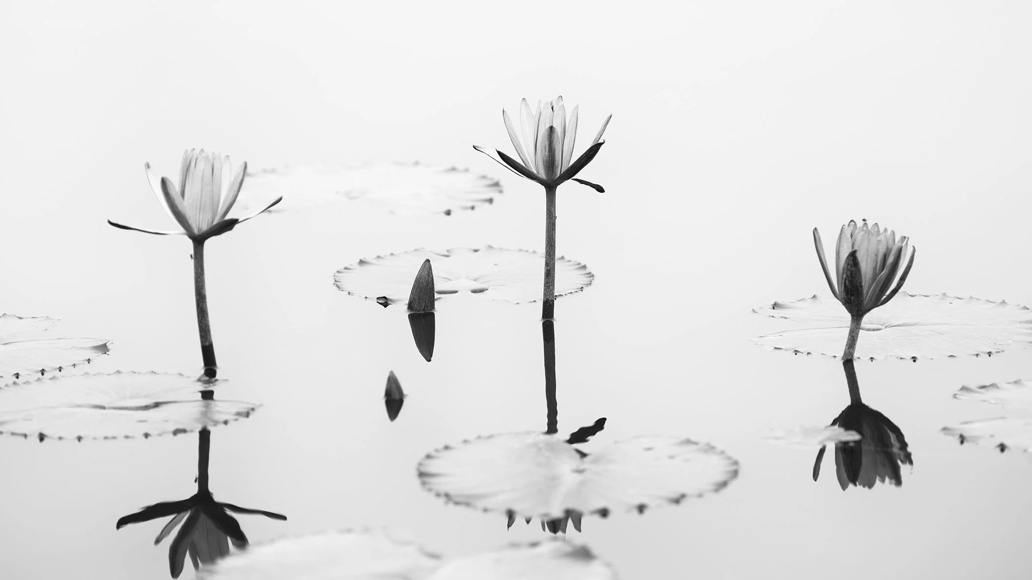 Lotus Flower, Panorama Study 2 – three lotus flowers with reflections and lotus leaves in still water in Vietnam by Gerald Berghammer.