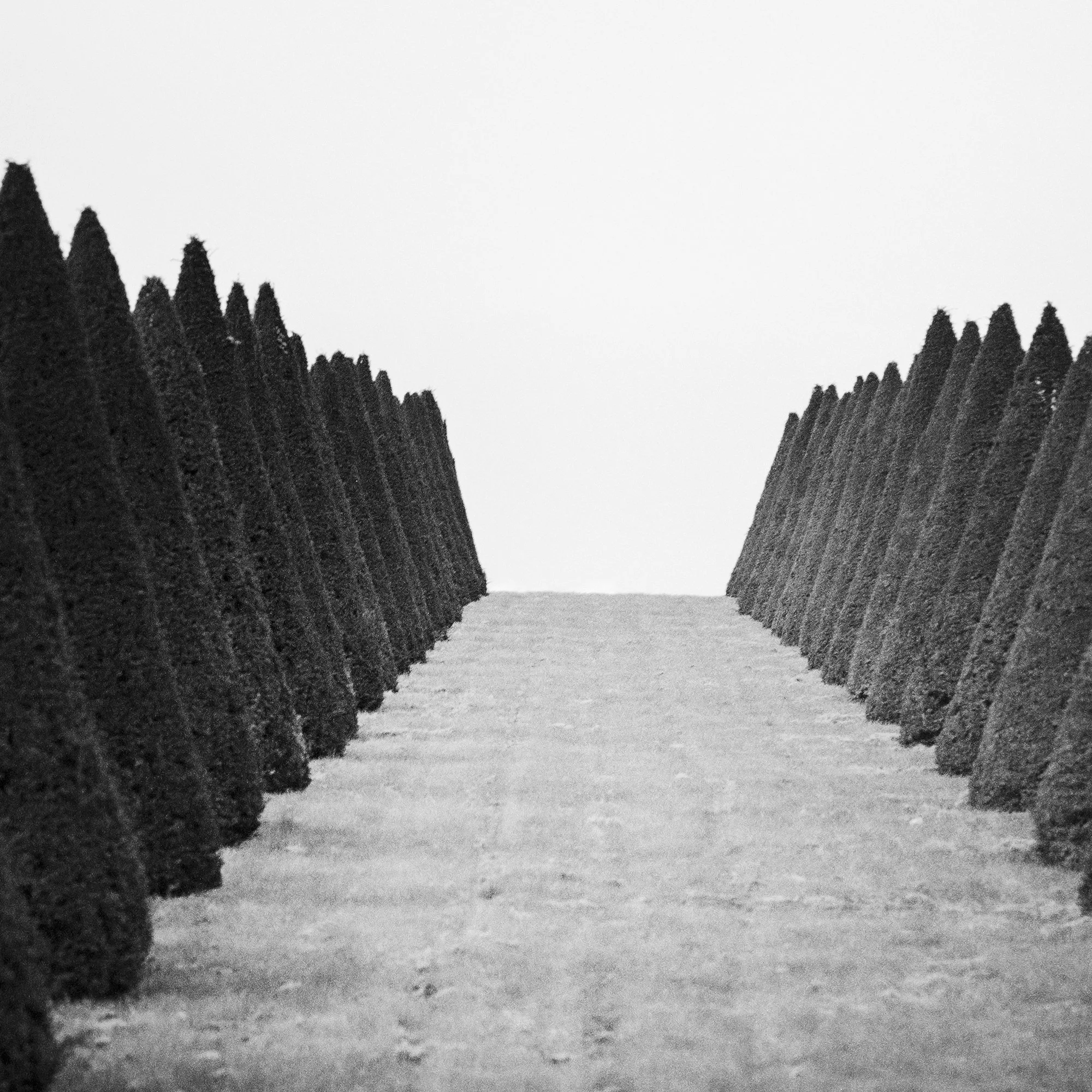 Close detail of Hedges Study 4 showing the geometric rhythm and perspective of the formal gardens of Versailles.