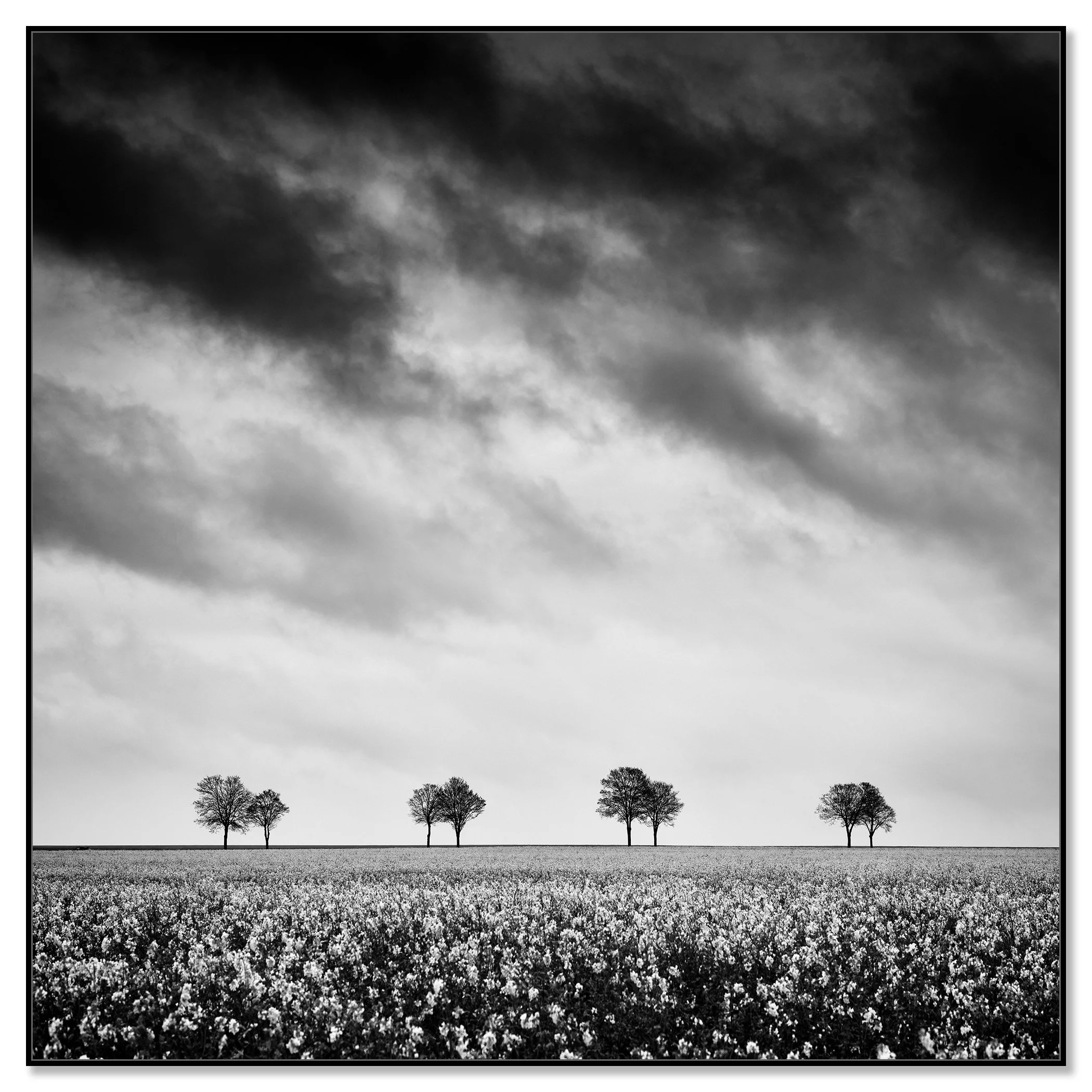 Minimalist black and white field scene with scattered trees beneath a moody sky – framed ArtBox black