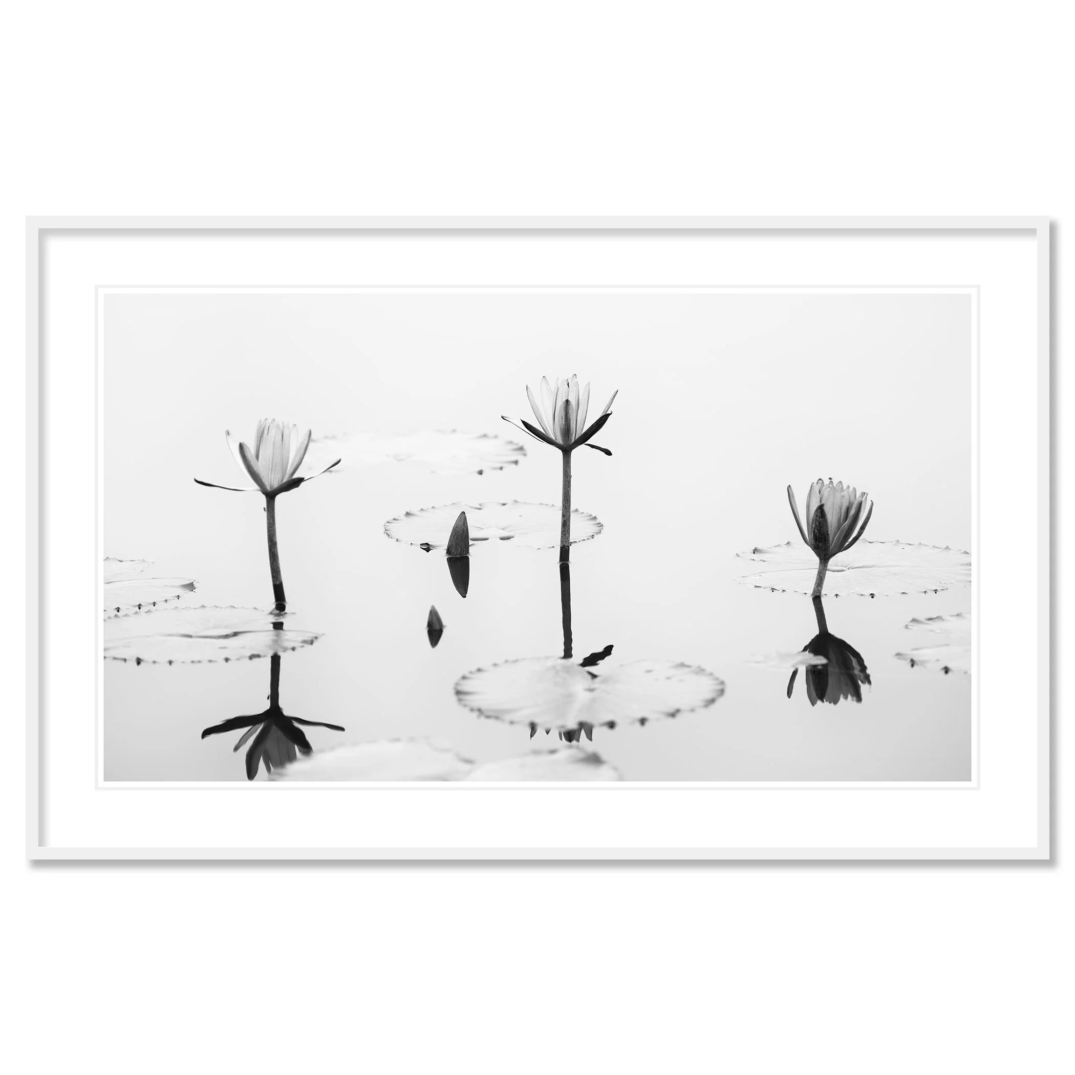 Lotus Flower, Panorama Study 2 – archival pigment print in a white aluminium frame with a white mount by Gerald Berghammer.