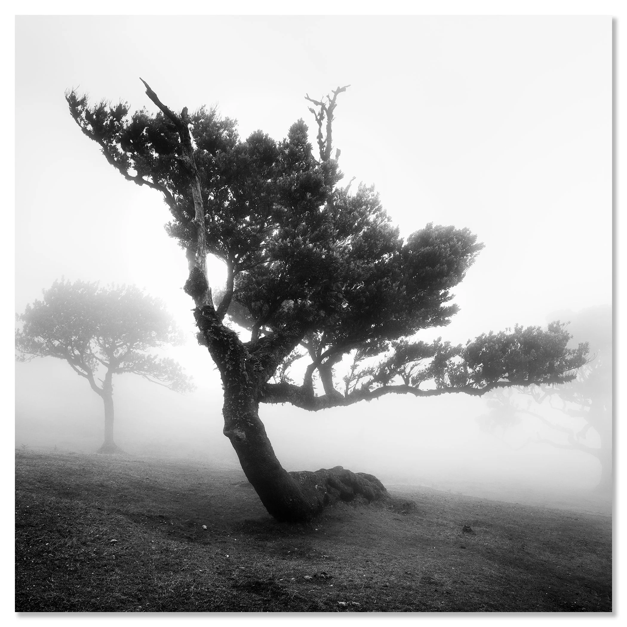 Ancient Laurel Cloud Forest Study 3 by Gerald Berghammer, black-and-white fine art photograph mounted on frameless aluminium Dibond.