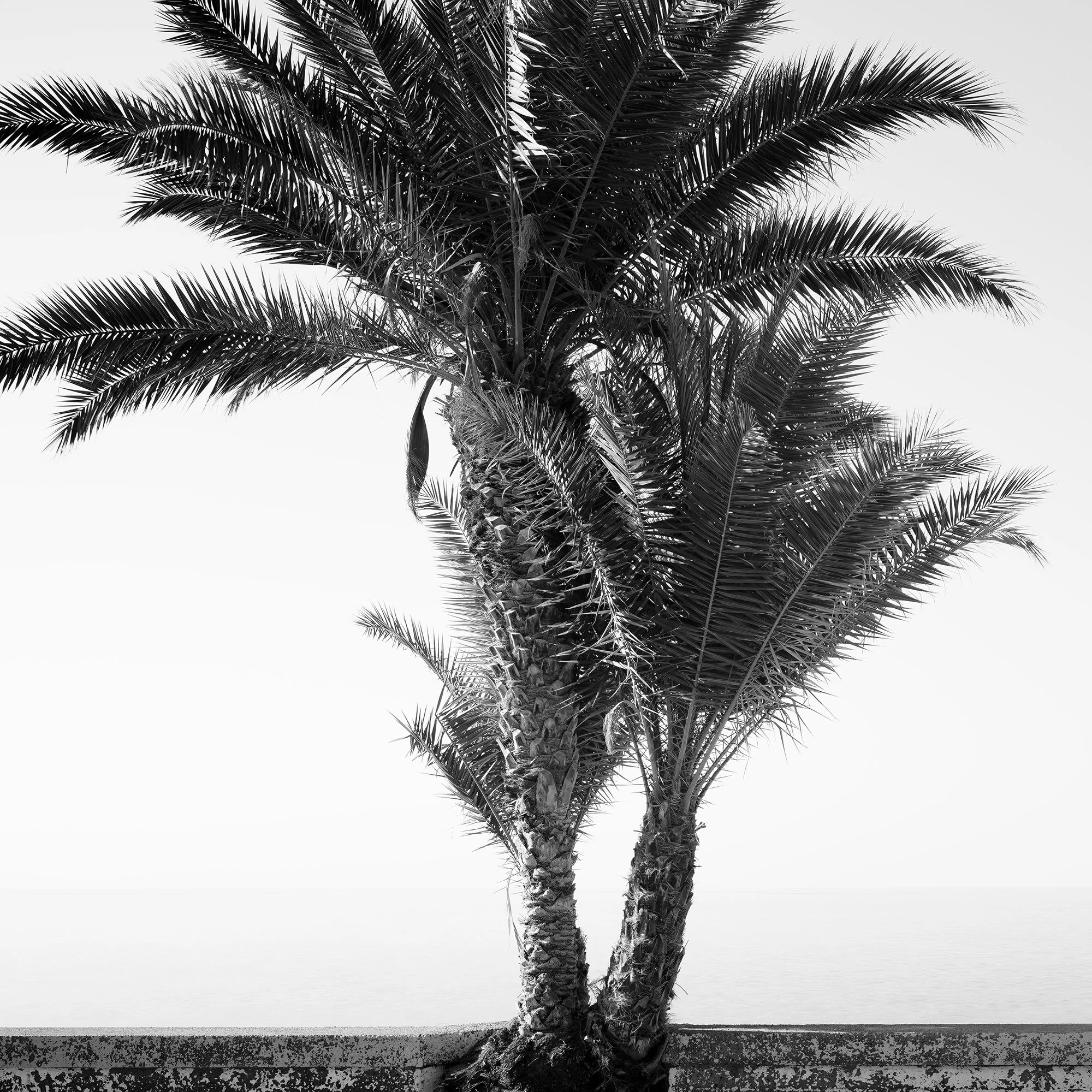 Palm Tree on the Roadside Study 2 by Gerald Berghammer, close-up of textured palm trunks and overlapping fronds in black and white.