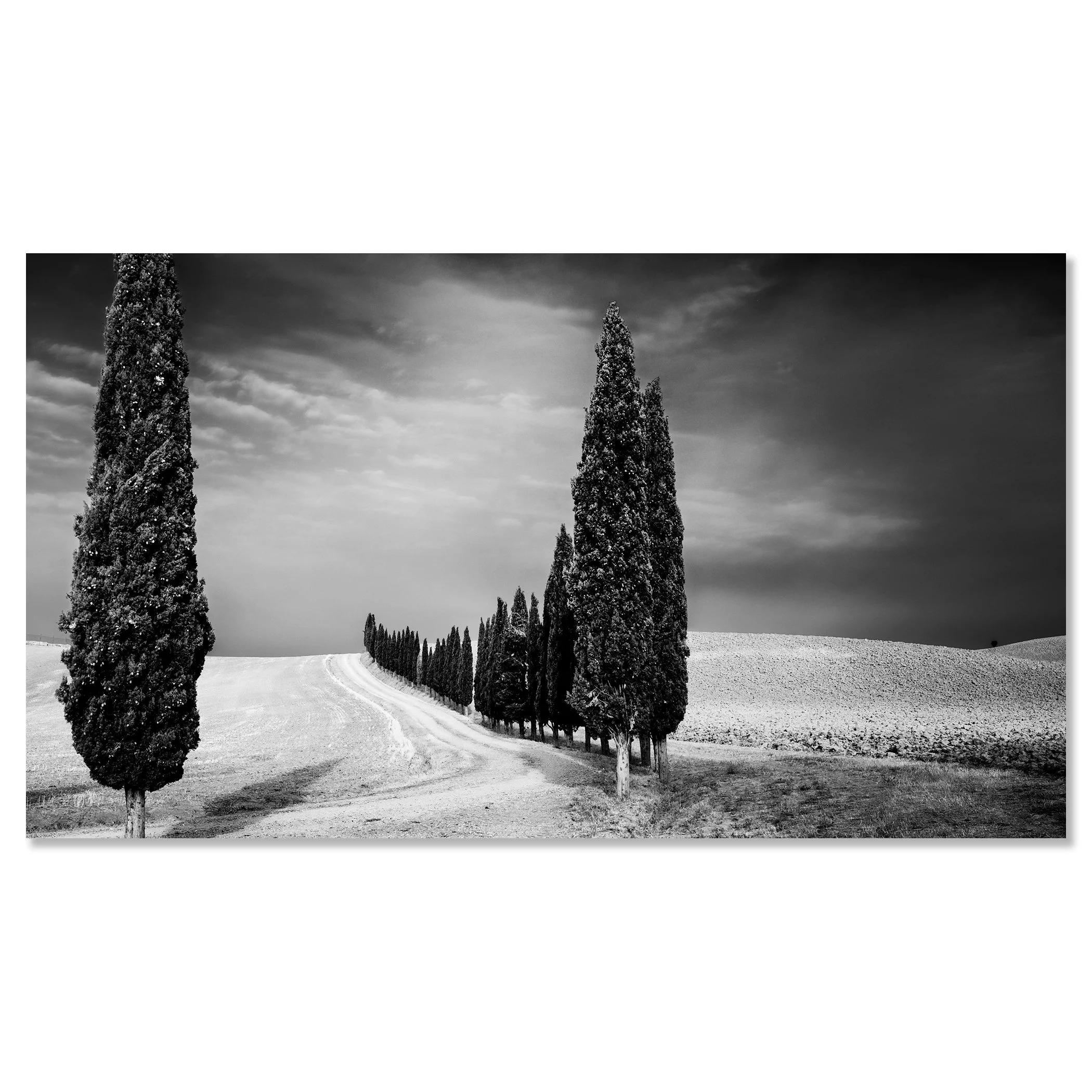 Cypress Tree Avenue Panorama Study 2 presented as a frameless black-and-white artwork mounted on aluminium Dibond.