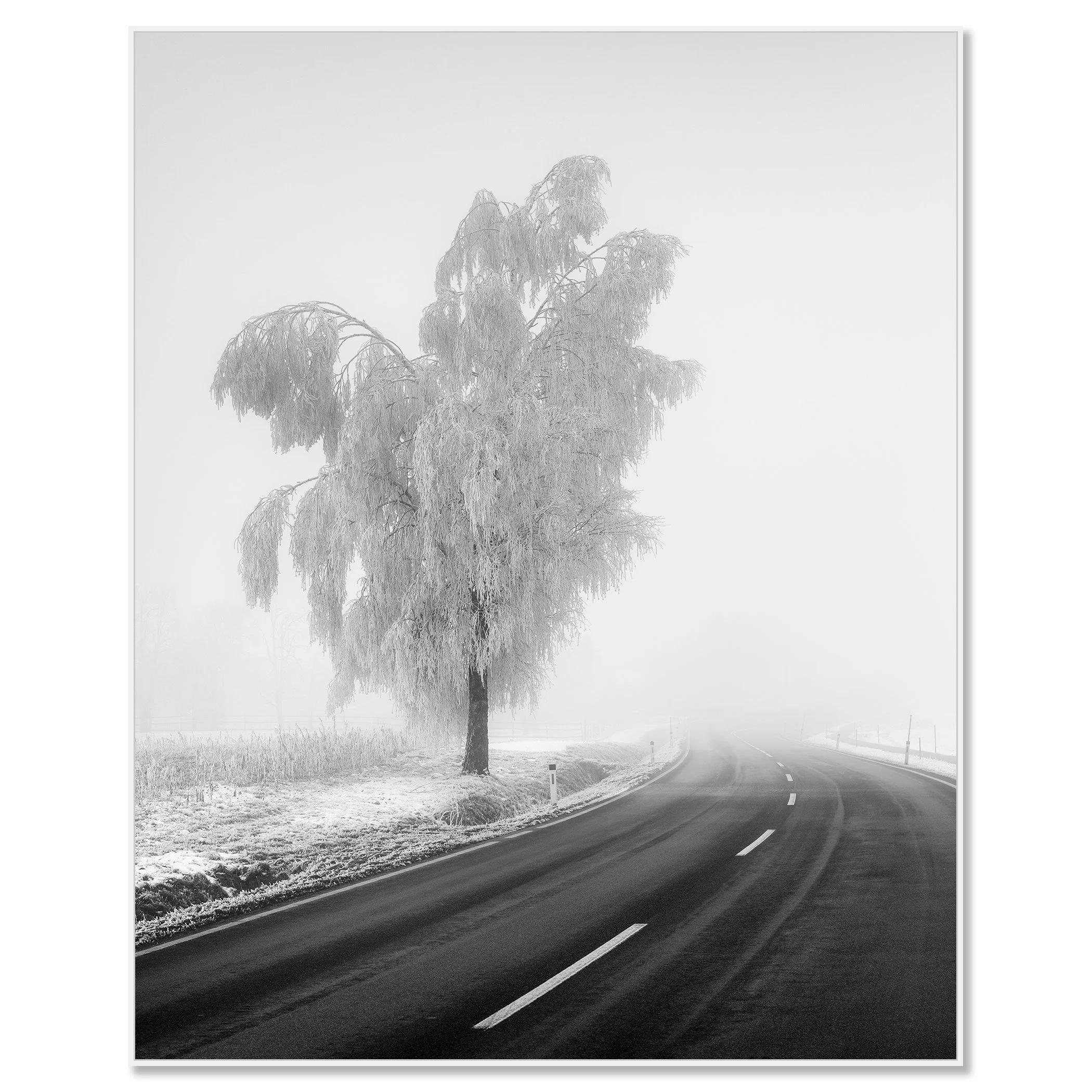 Frozen Birch Tree Study 2 mounted on aluminium Dibond in a white ArtBox frame, showing a frost-covered birch tree beside a winding road by Gerald Berghammer.