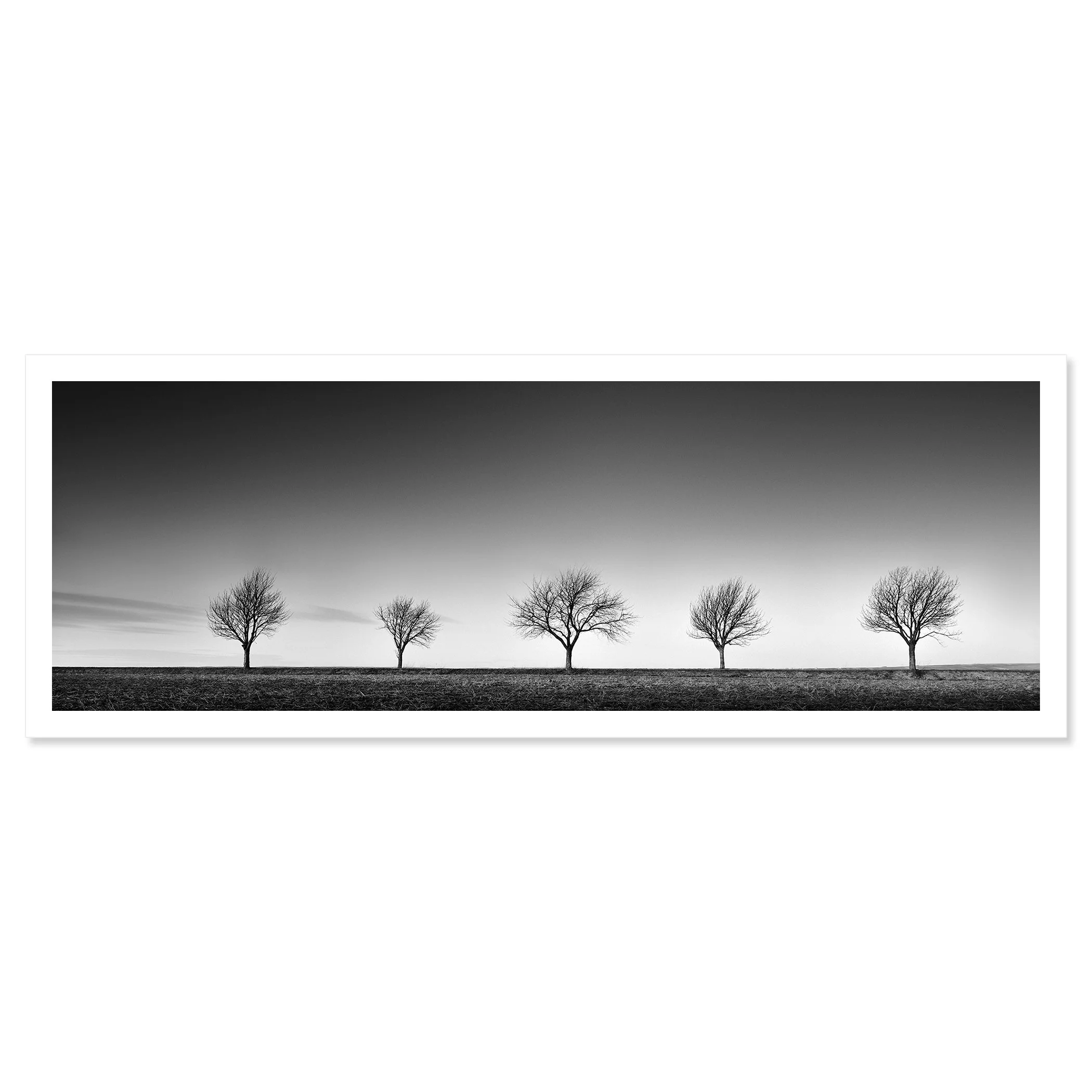 Row of Five Cherry Trees Panorama by Gerald Berghammer shown as a fine art print.