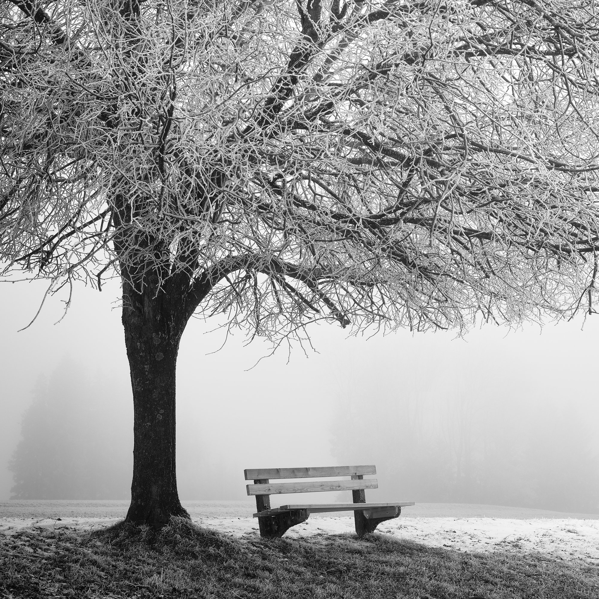Cold Foggy Winter Morning Study 1, frost-covered tree and empty wooden bench in misty Austria, black-and-white photograph by Gerald Berghammer.