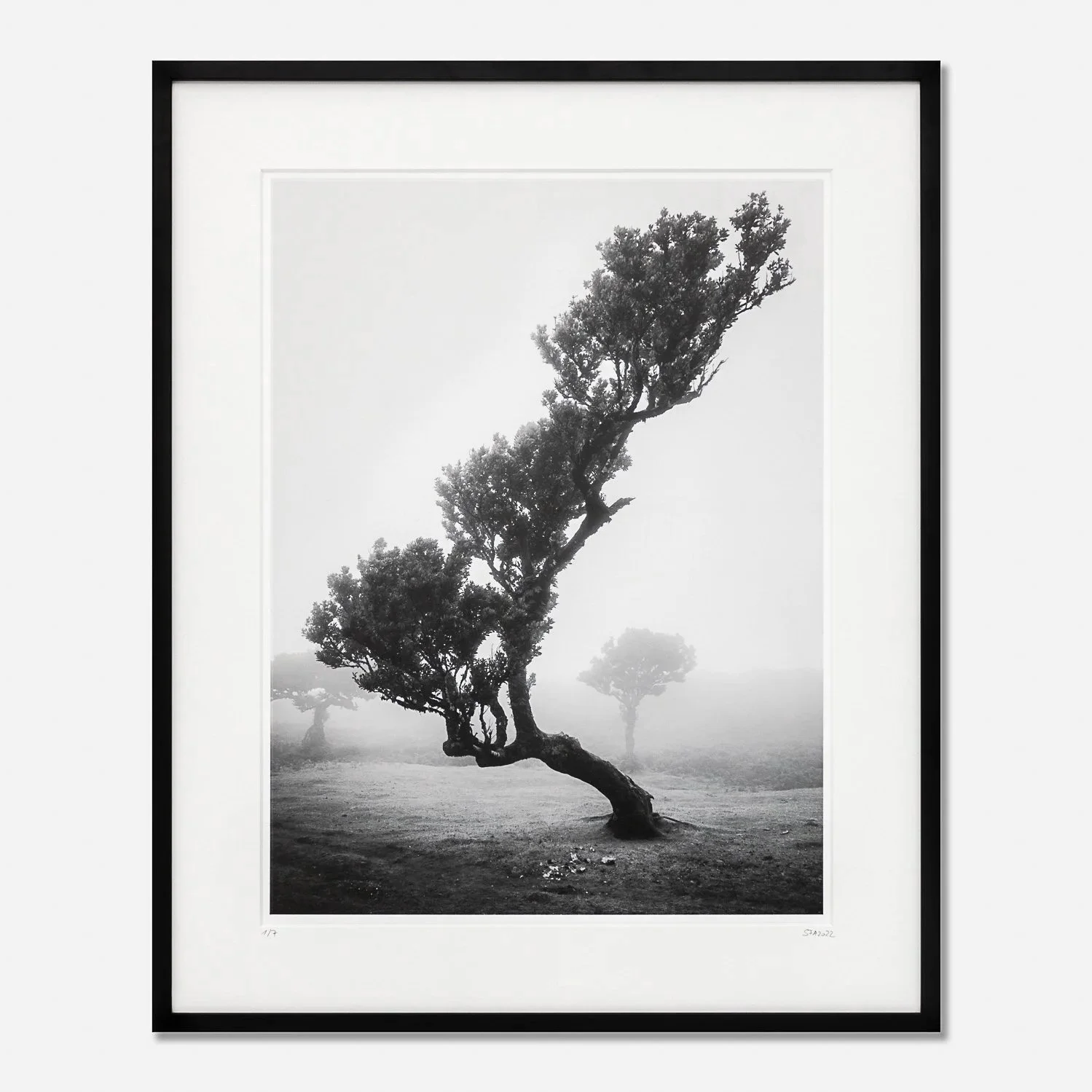 Ancient Laurisilva Forest Study 10 by Gerald Berghammer, framed black-and-white photograph of a bent laurel tree in the mist on Madeira, Portugal.