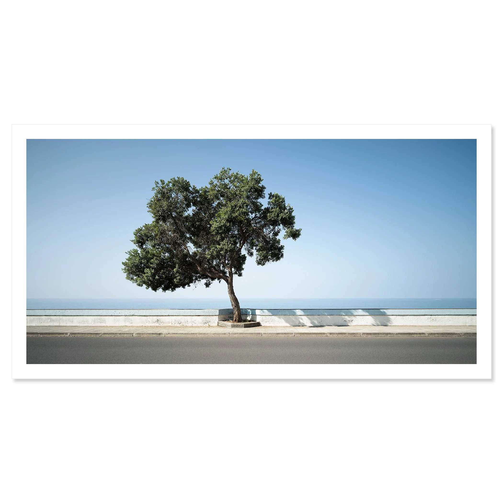 Gerald Berghammer - Color Landscape Photography. A lone tree with green leaves growing beside a paved road, with the ocean and a clear blue sky. Fine art print only