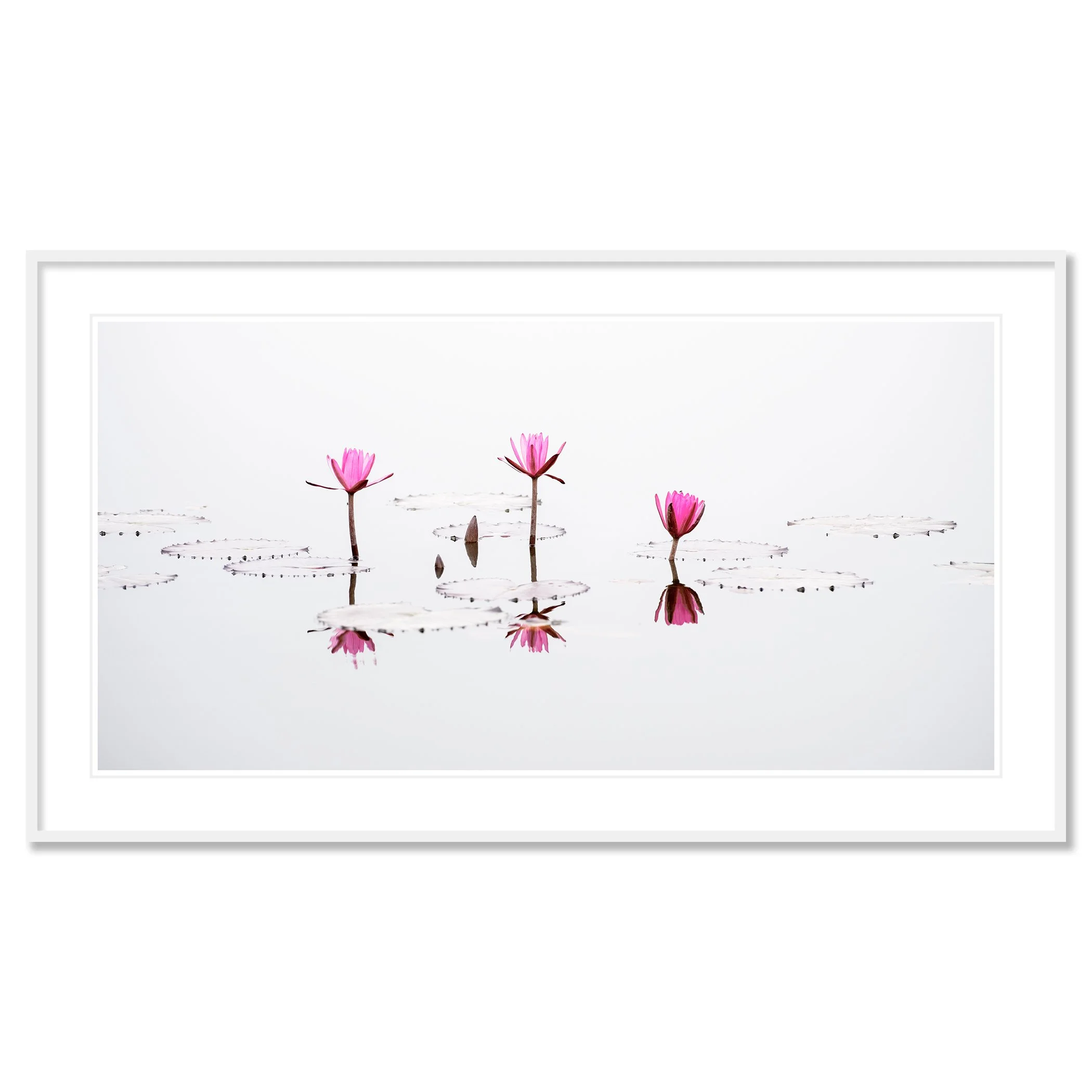 © 2025 Gerald Berghammer - Minimalist fine art photograph of pink water lilies reflected on calm water with clean white background. Classic framed white