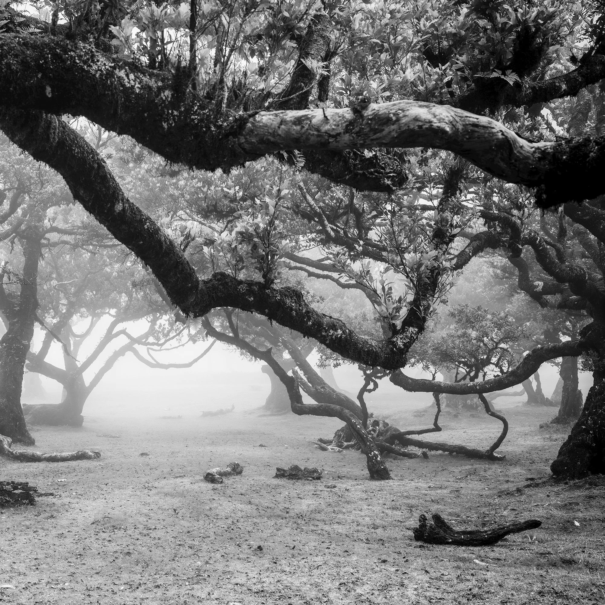 Black and white photo of twisted trees in a misty forest landscape – cropped view