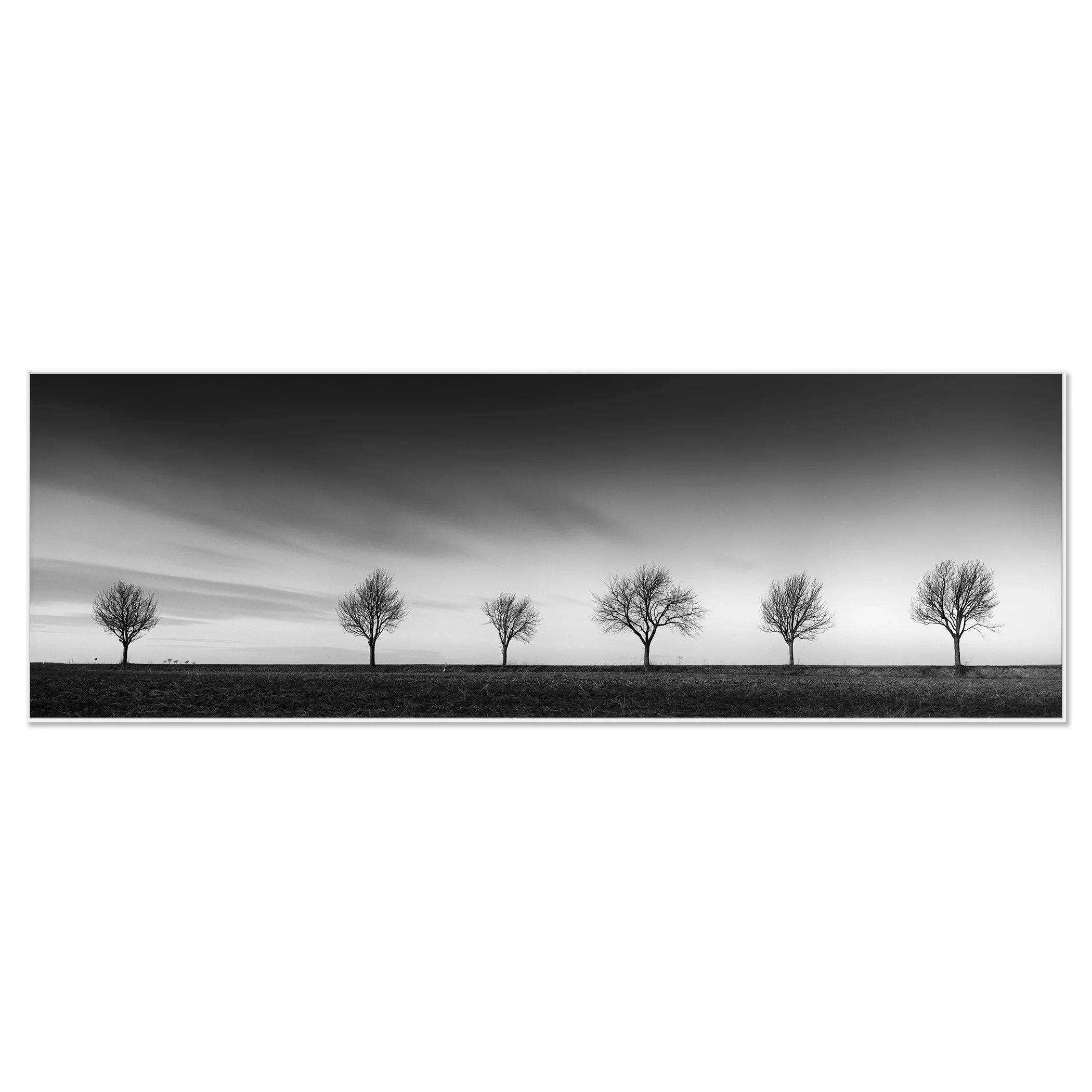 Gerald Berghammer - Black and white landscape panorama photography. Six leafless trees evenly spaced across a flat landscape under a dramatic, cloudy sky. Chromaluxe framed white