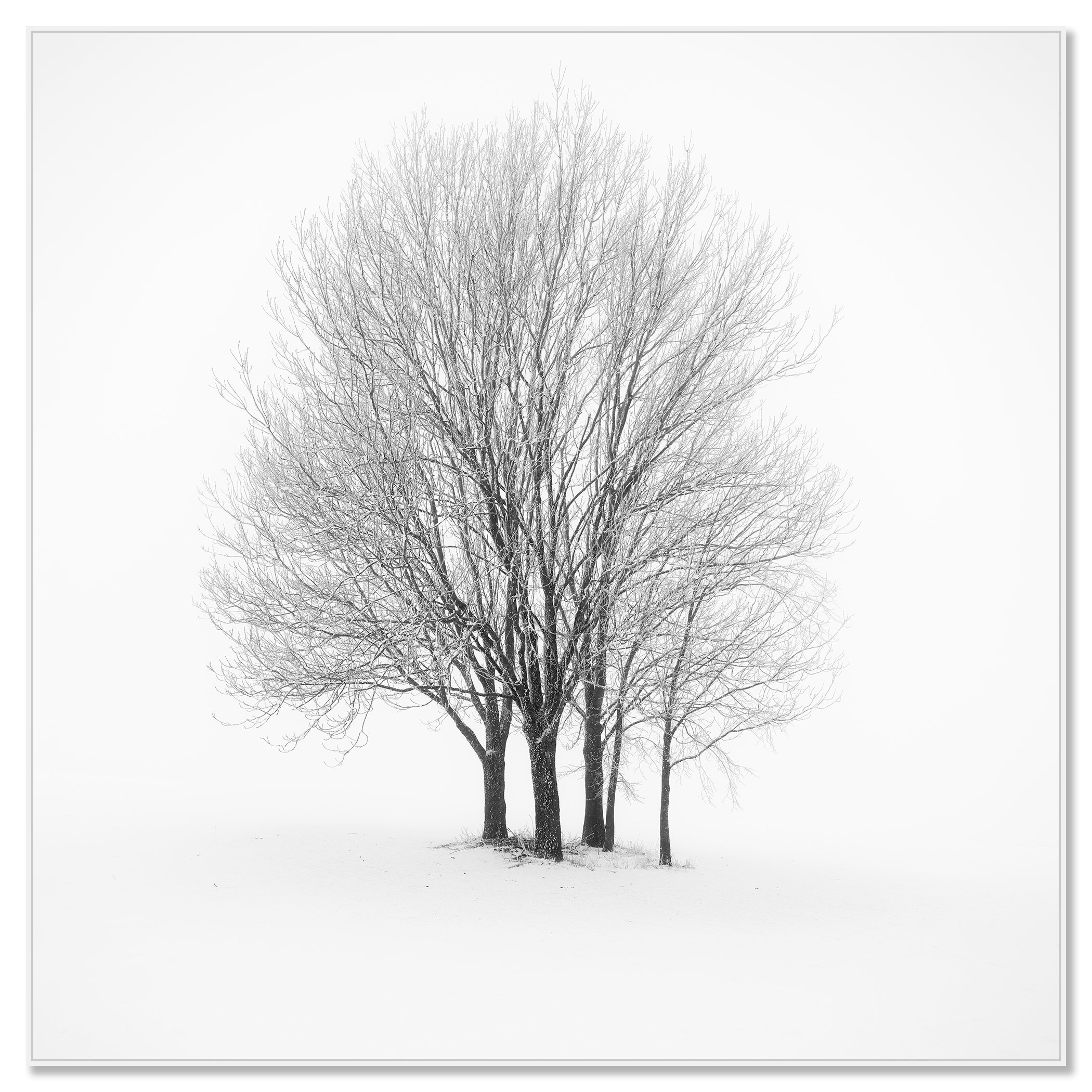Five Minimalist Winter Trees in the Snow – Austria in a white aluminium ArtBox frame