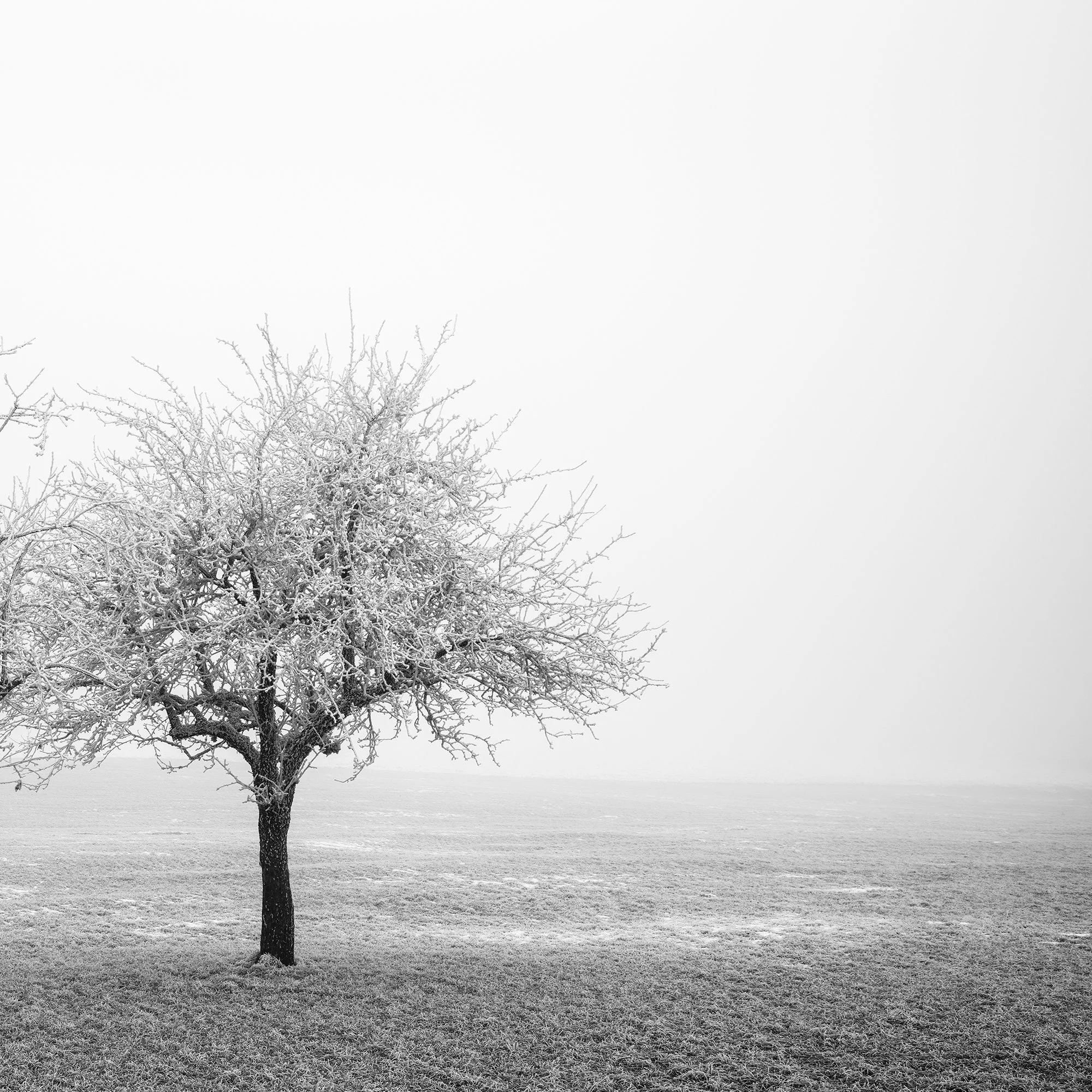 Fine hoarfrost textures and intricate winter tree branches in a minimalist Austrian landscape photograph by Gerald Berghammer.