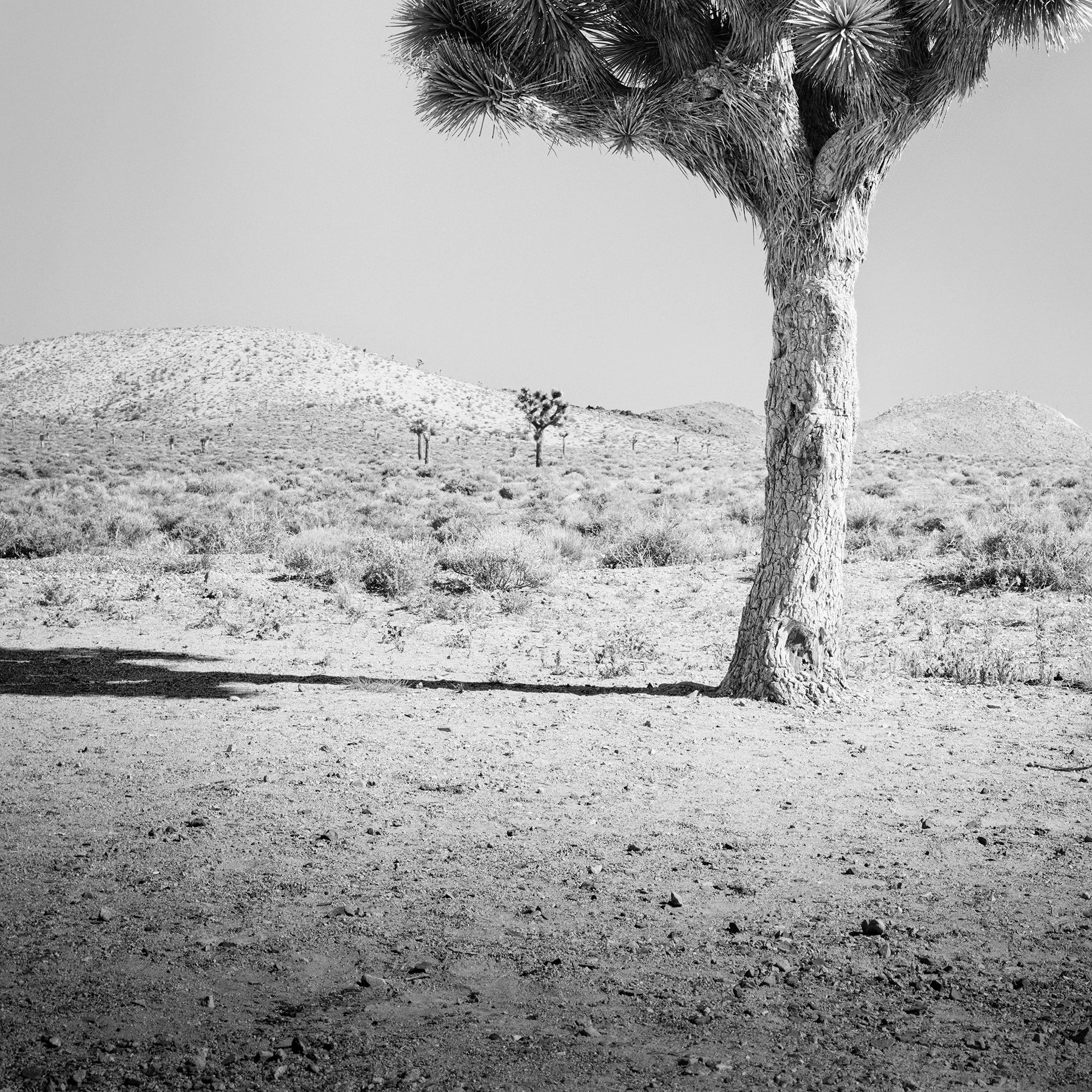 Detail of Joshua Tree Study 1, black-and-white fine art photograph by Gerald Berghammer