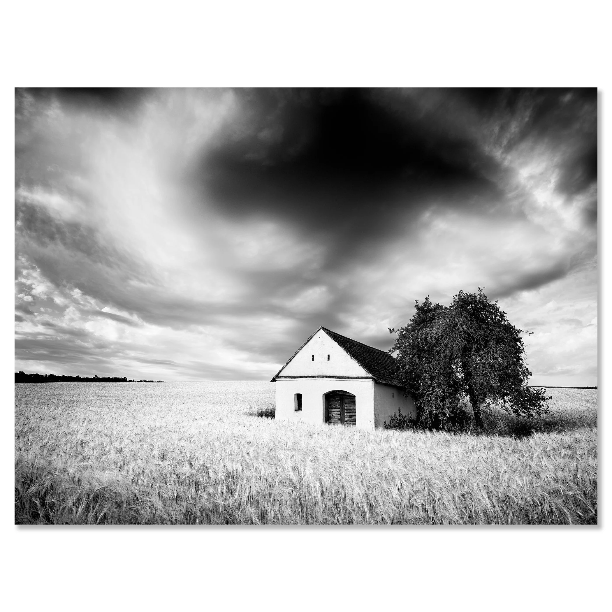 Black-and-white photograph of a wine press house beside a large tree in a vast wheat field under a cloudy sky – dibond frameless