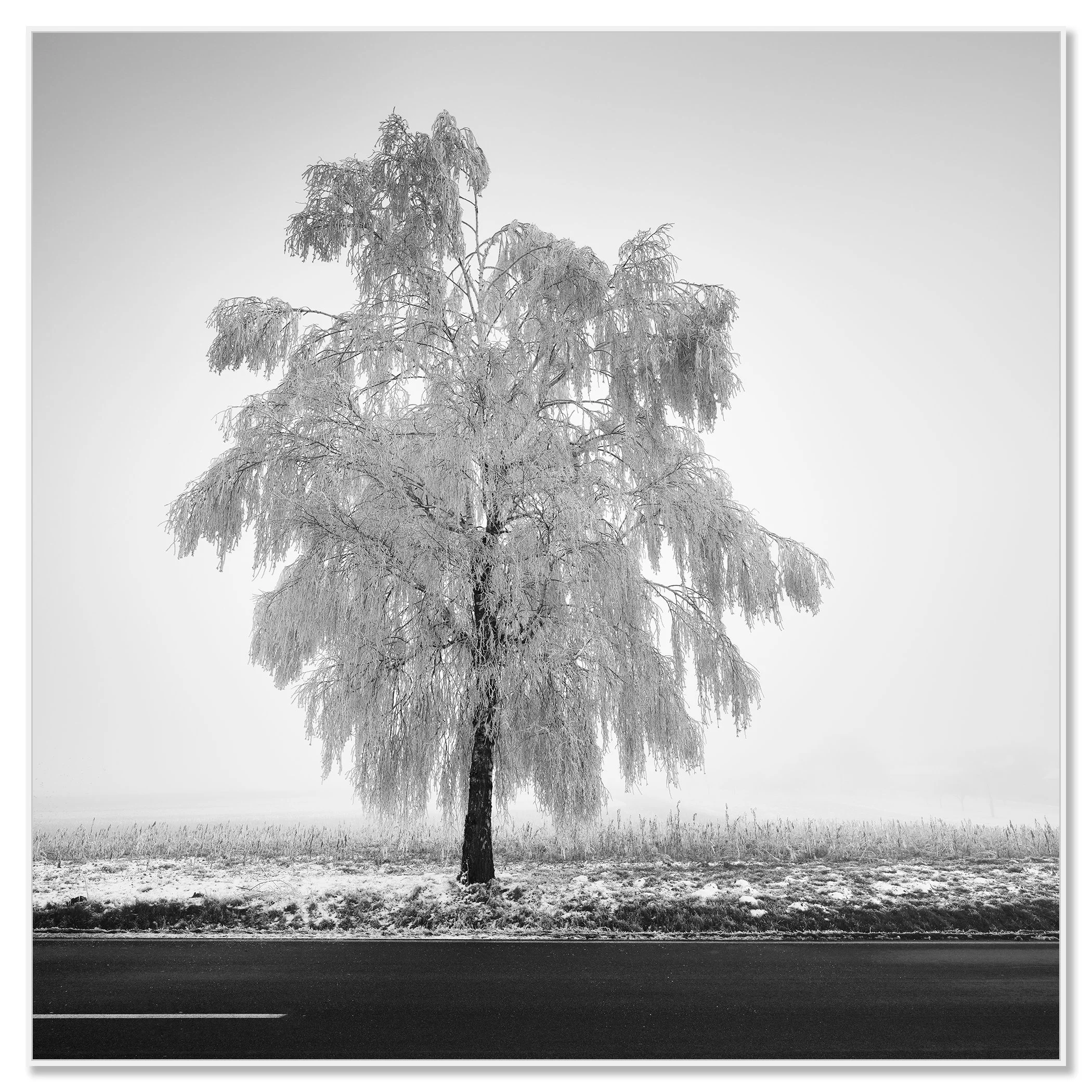 Frozen Birch Tree Study 1 – Austria, black-and-white photograph in a white aluminium ArtBox frame.