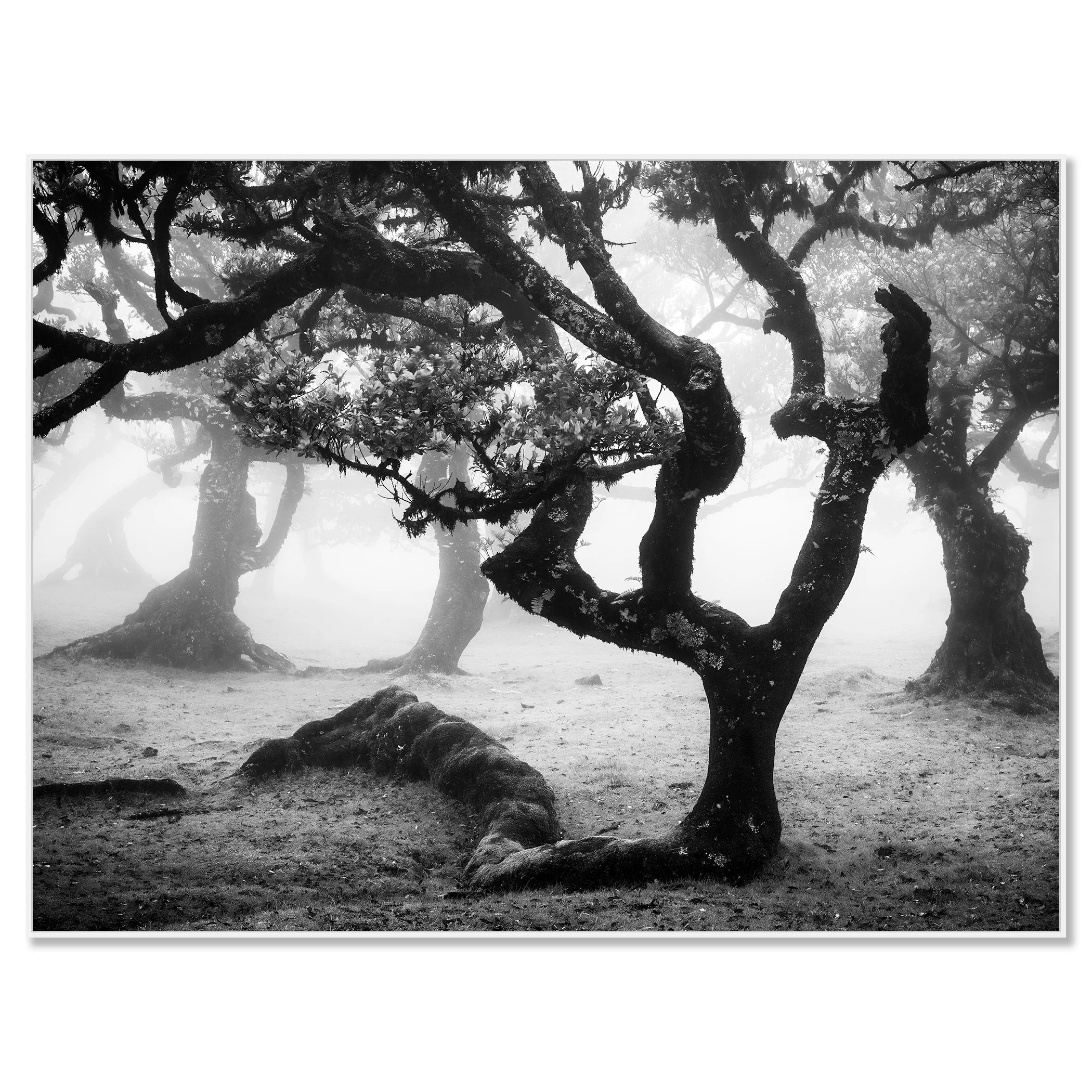 Ancient Laurisilva Forest, Study 13 – black-and-white photograph on Dibond in a white aluminium ArtBox by Gerald Berghammer.