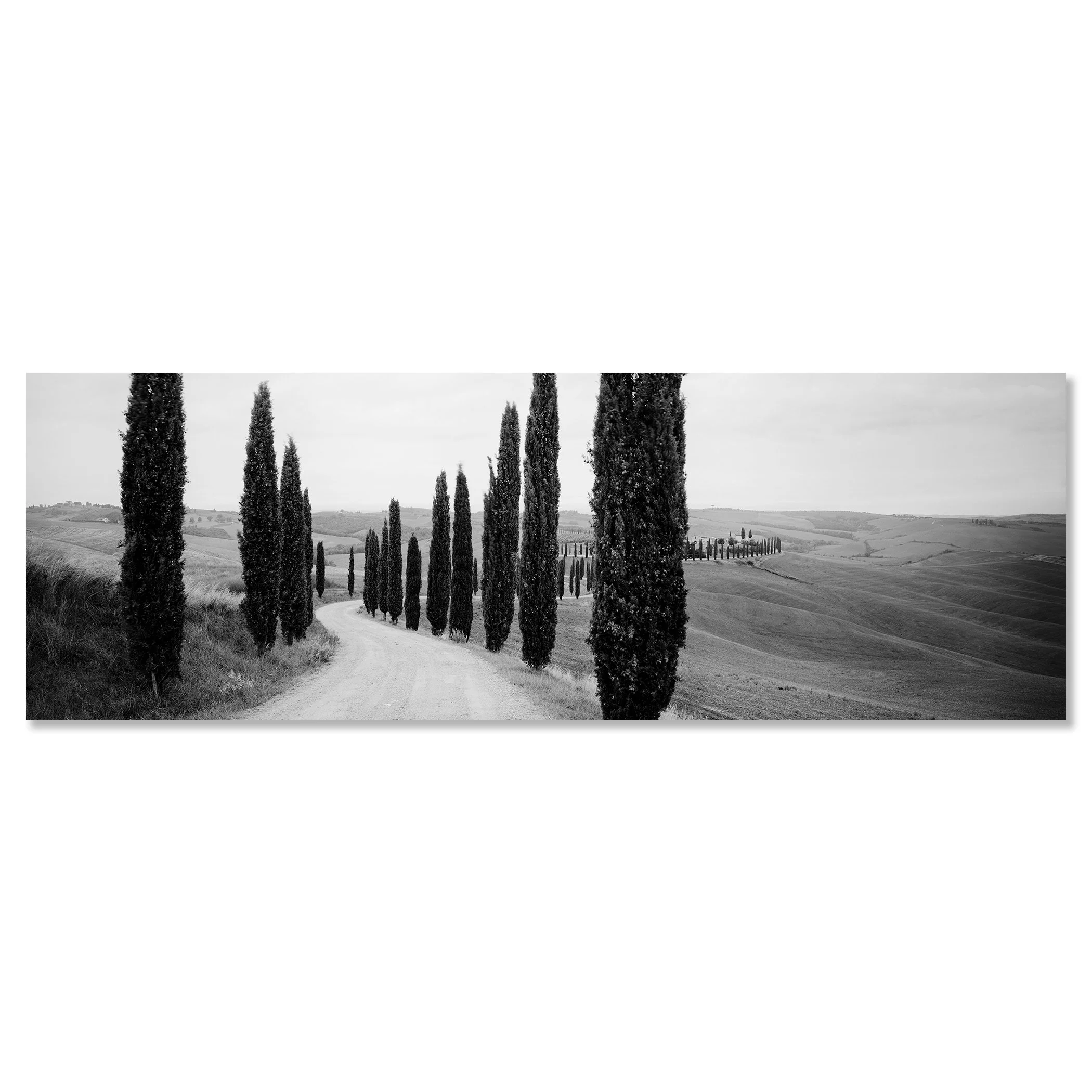 Black-and-white photo of a winding Tuscan road lined with cypress trees in the hills of Italy – dibond frameless