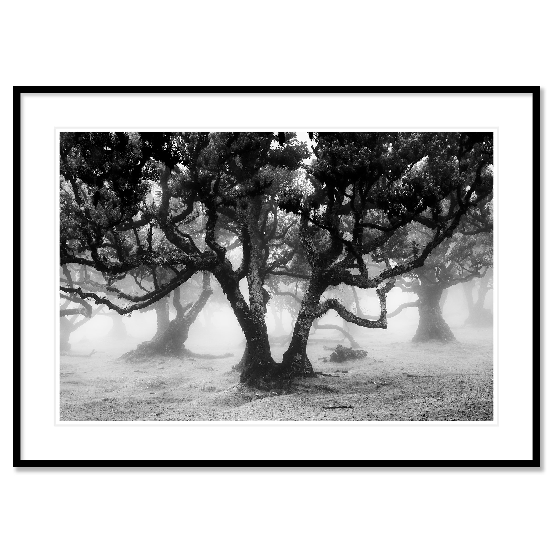 Fanal Forest Study 1 by Gerald Berghammer displayed in a black aluminium frame with a white mount.