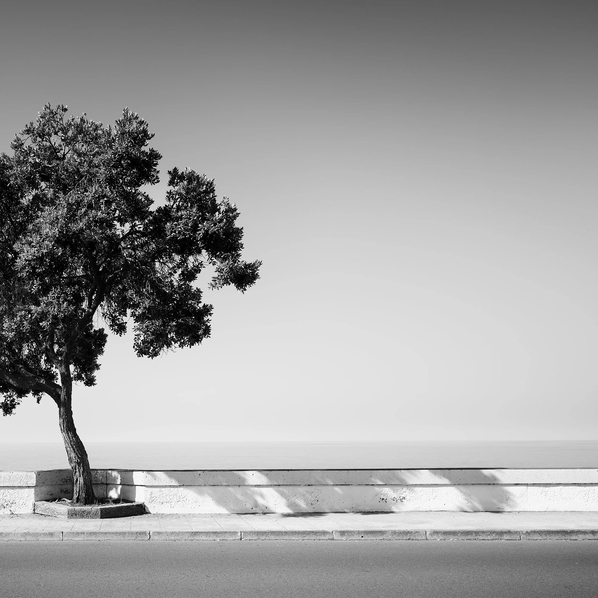 Tree by the Waterfront by Gerald Berghammer, black-and-white detail showing the tree silhouette and negative space above the Madeira waterfront.
