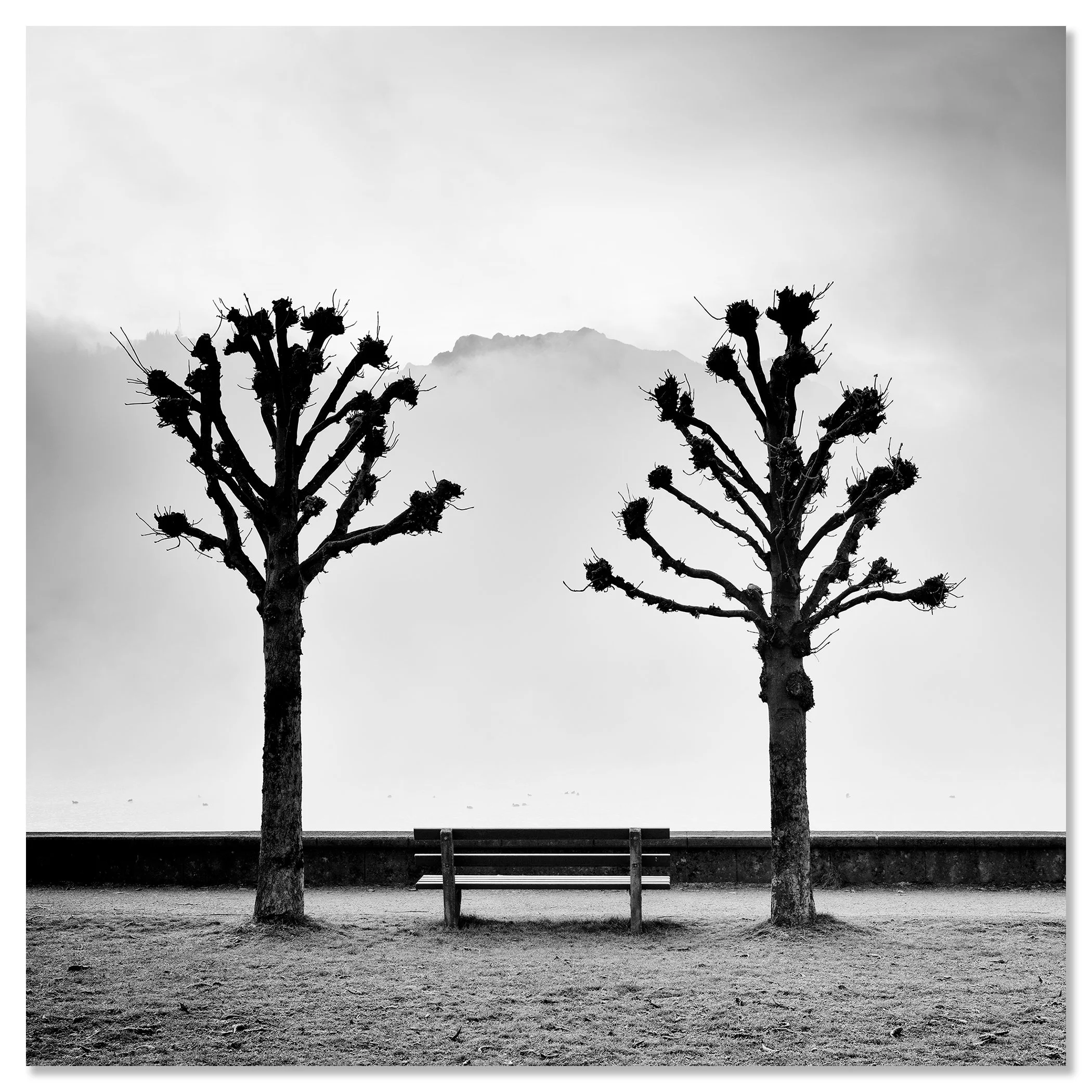 Chestnut Trees Along the Promenade by Gerald Berghammer, frameless black-and-white photograph mounted on aluminium Dibond.