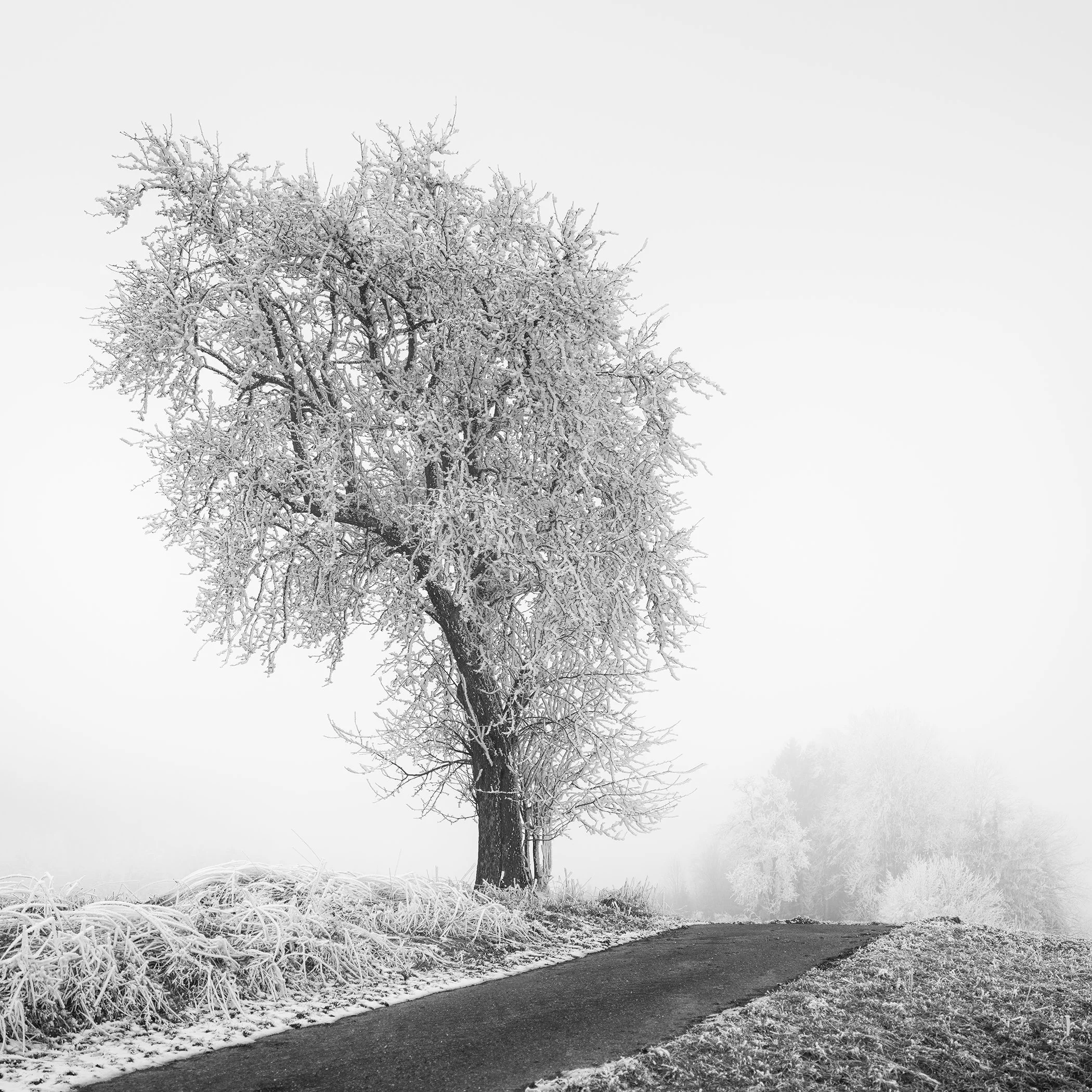 Frozen Farmland Study 3 by Gerald Berghammer, minimalist black-and-white photograph of a frost-covered tree beside a misty rural road in Austria.
